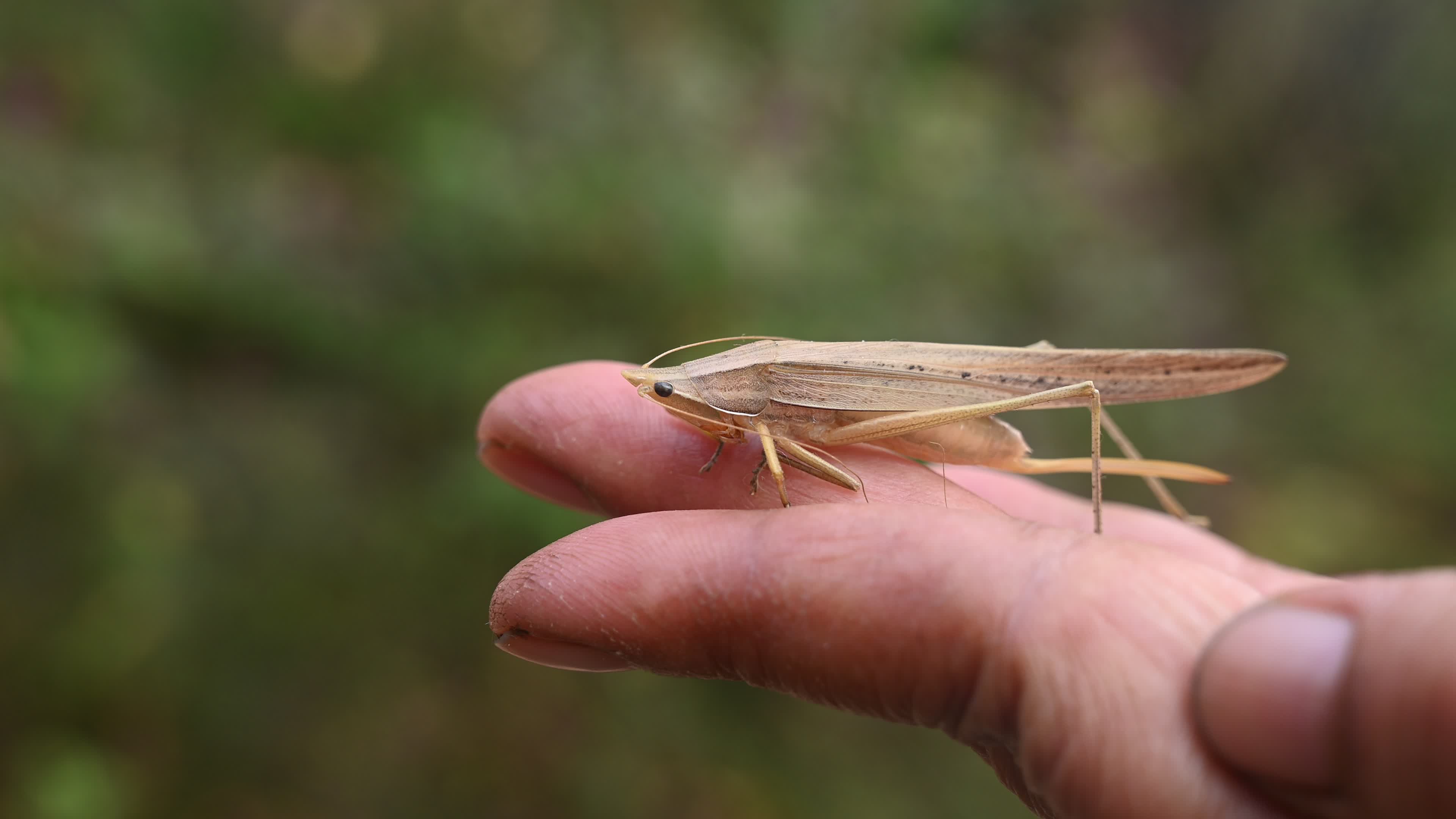 Brown Large conehead bush cricket - Ruspolia nitidula
