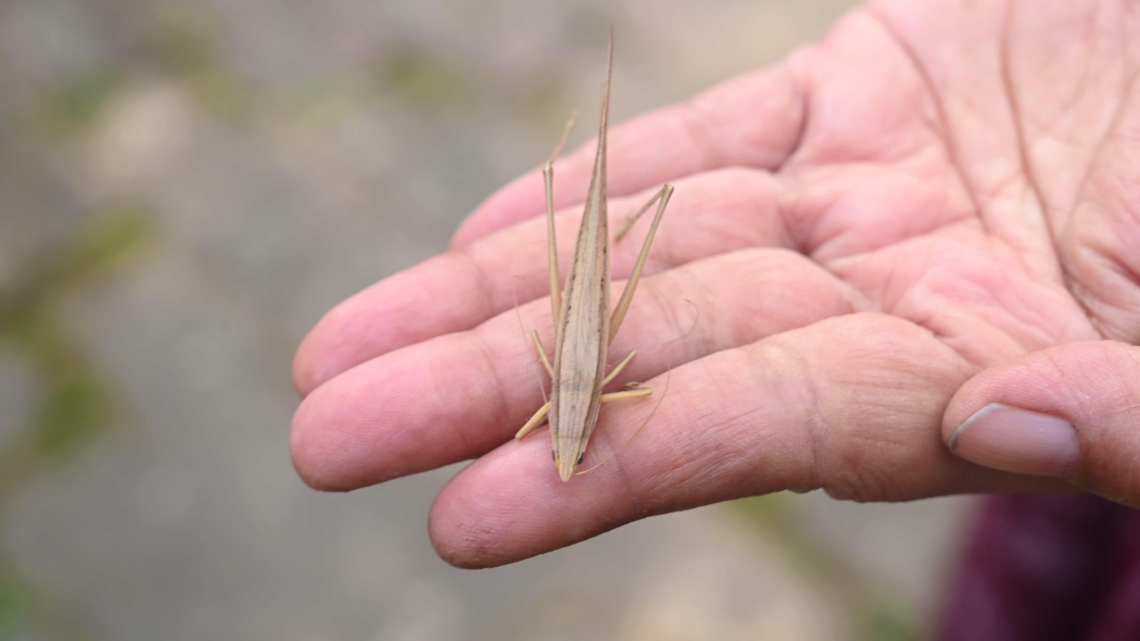 Brown Large conehead bush cricket - Ruspolia nitidula
