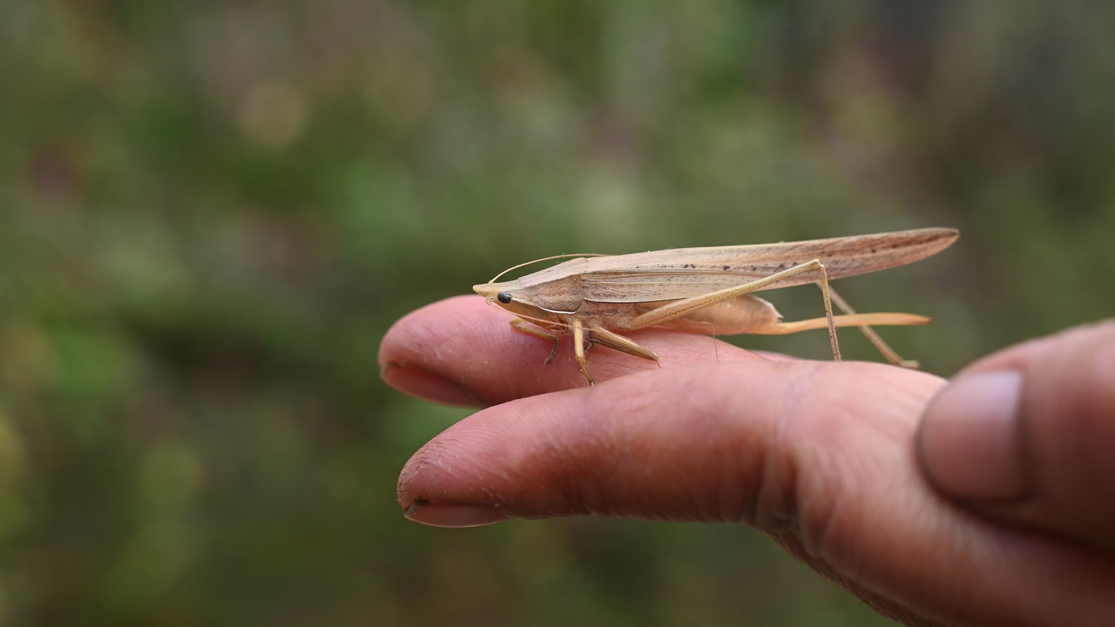 Brown Large conehead bush cricket - Ruspolia nitidula
