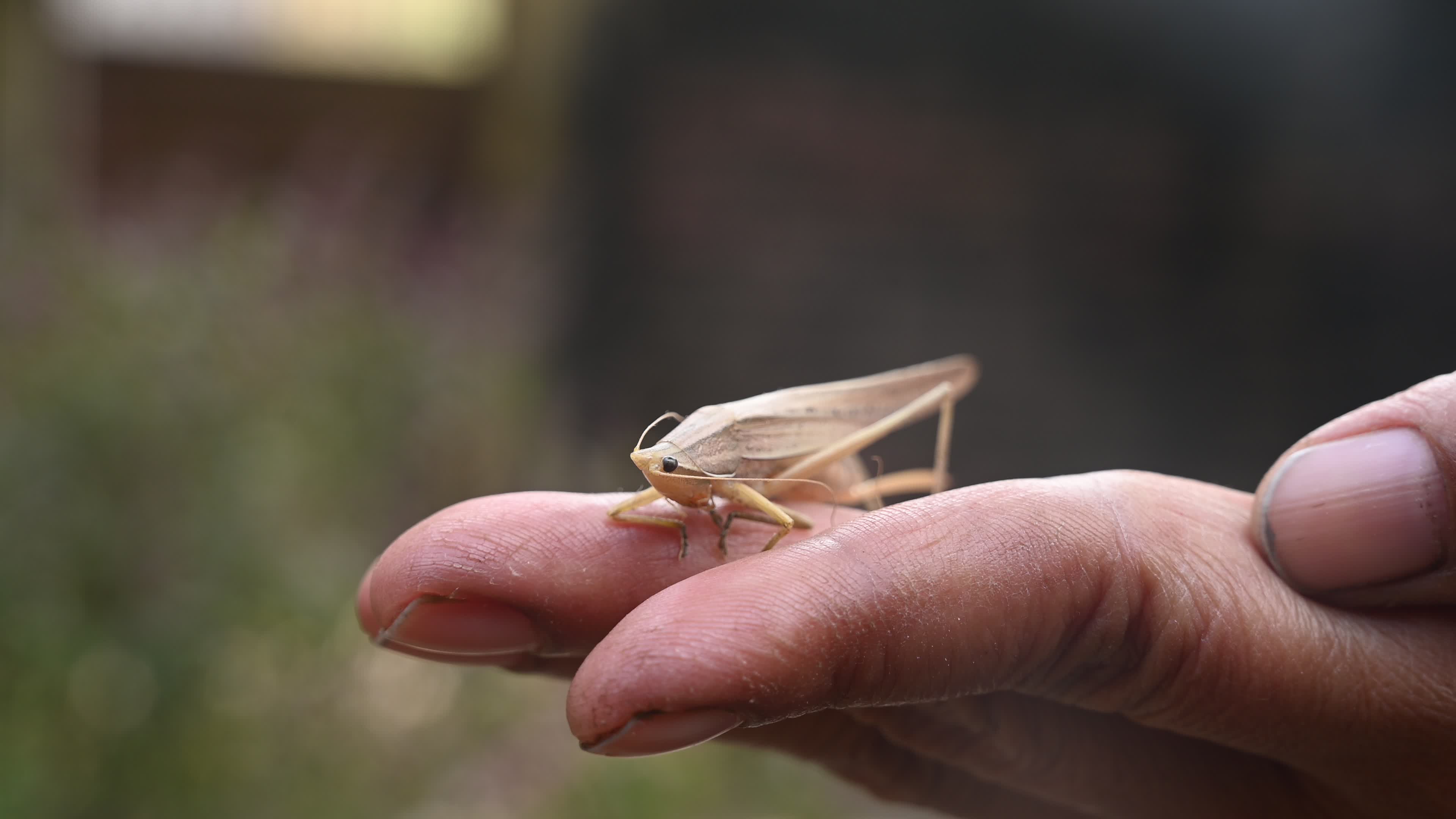 Brown Large conehead bush cricket - Ruspolia nitidula
