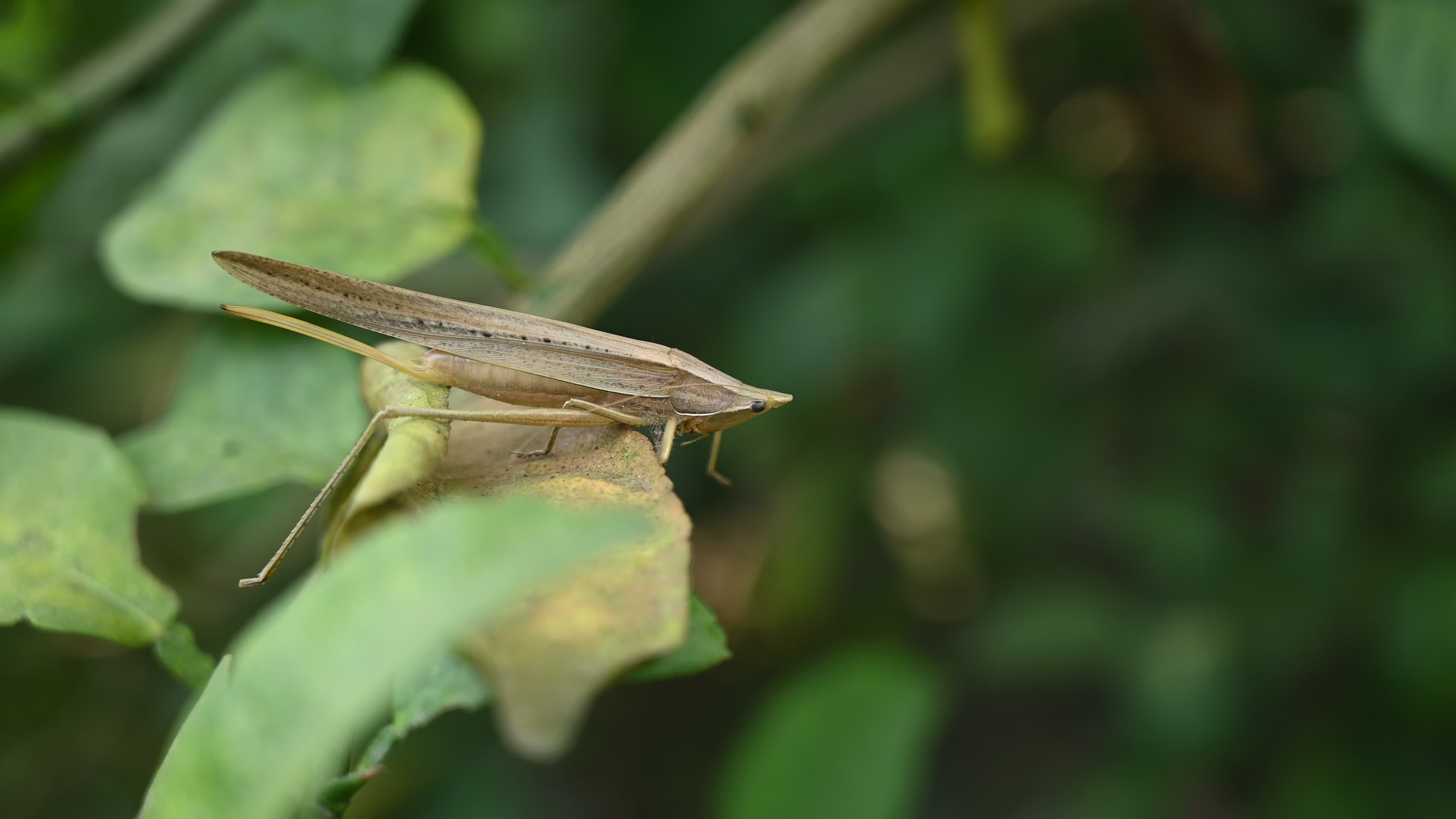 Brown Large conehead bush cricket - Ruspolia nitidula
