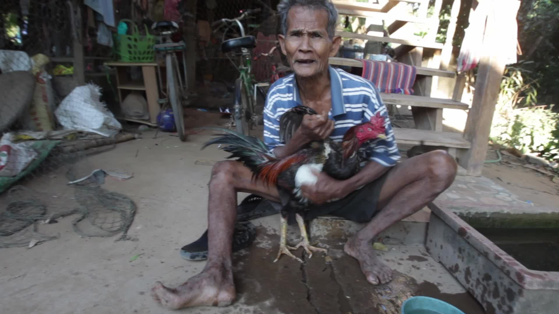 Two cocks are trained for a fight
