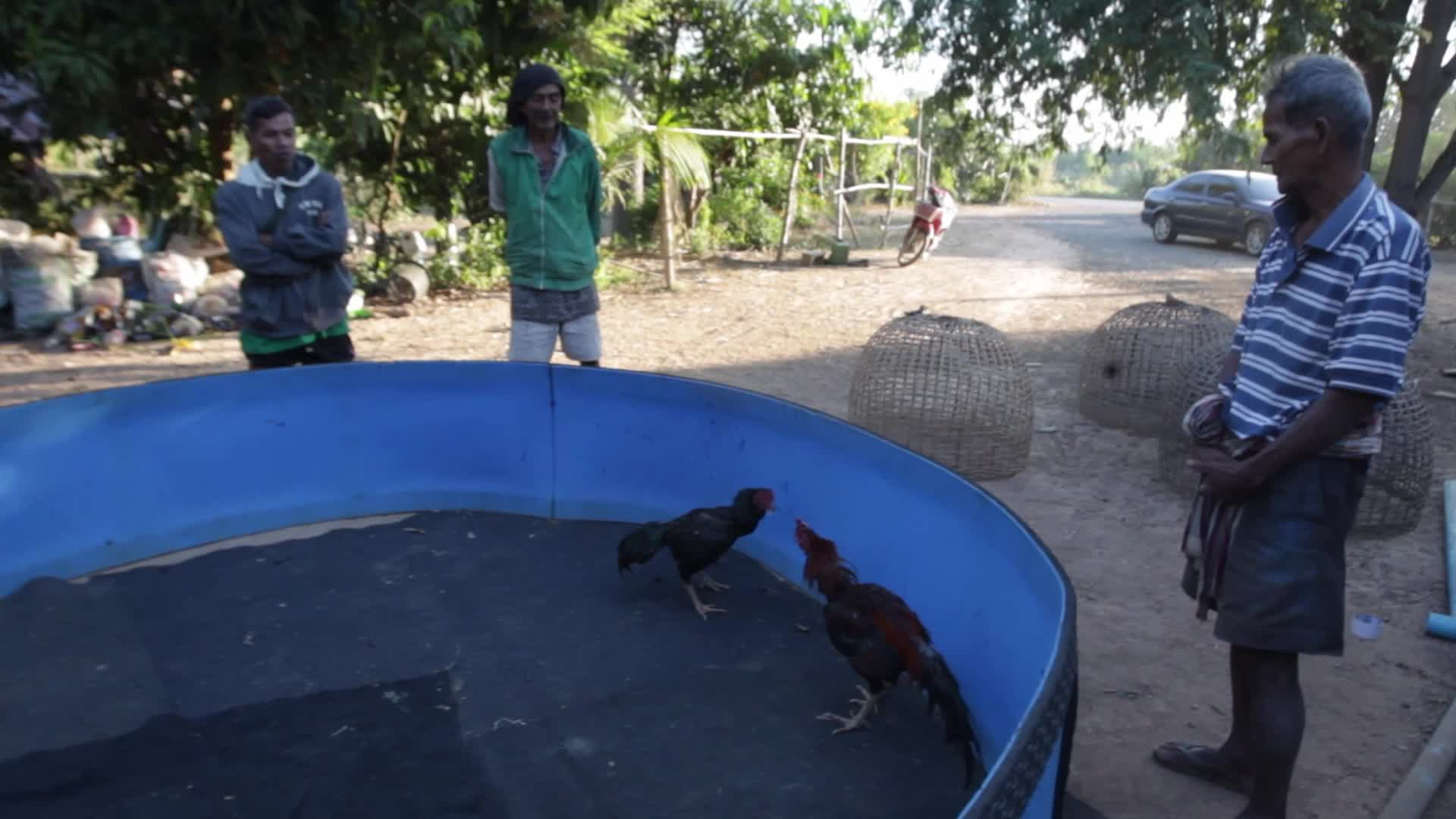 Two cocks are trained for a fight