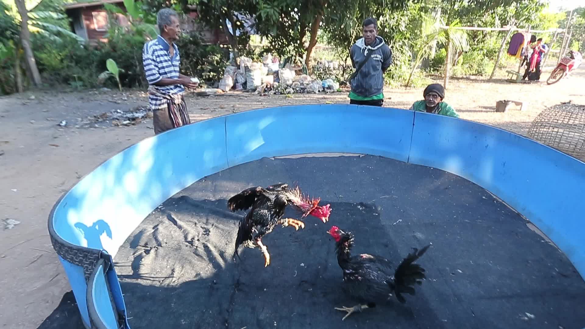 Two cocks are trained for a fight
