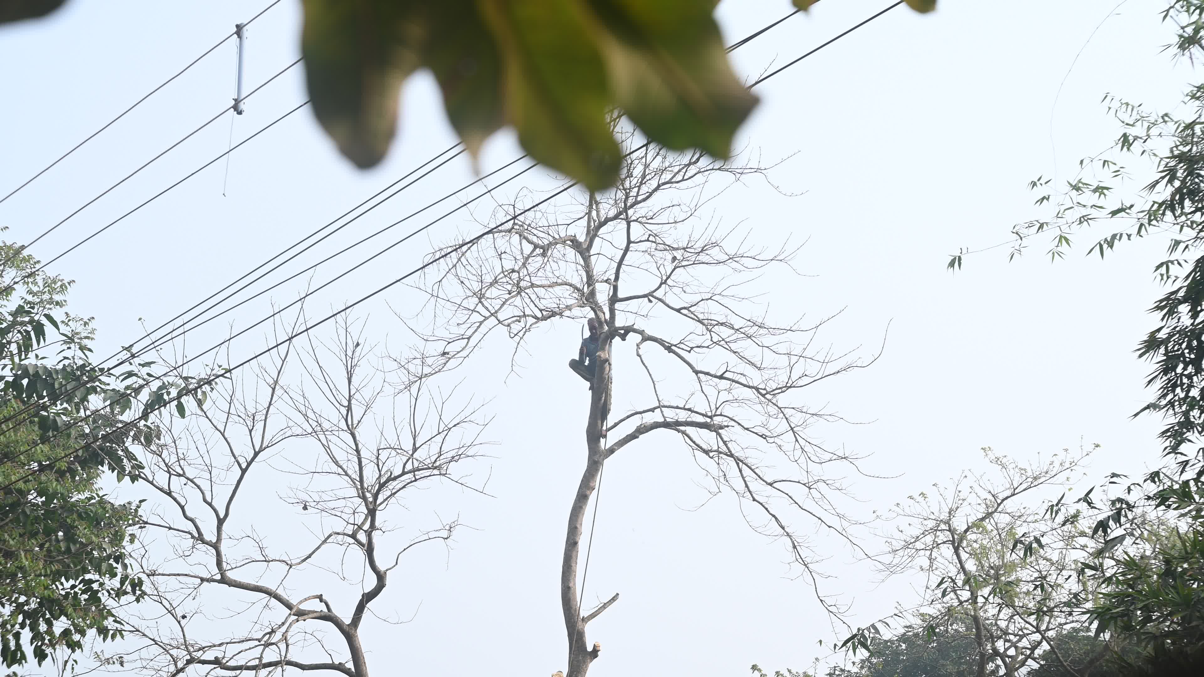 Urban Deforestation in India
