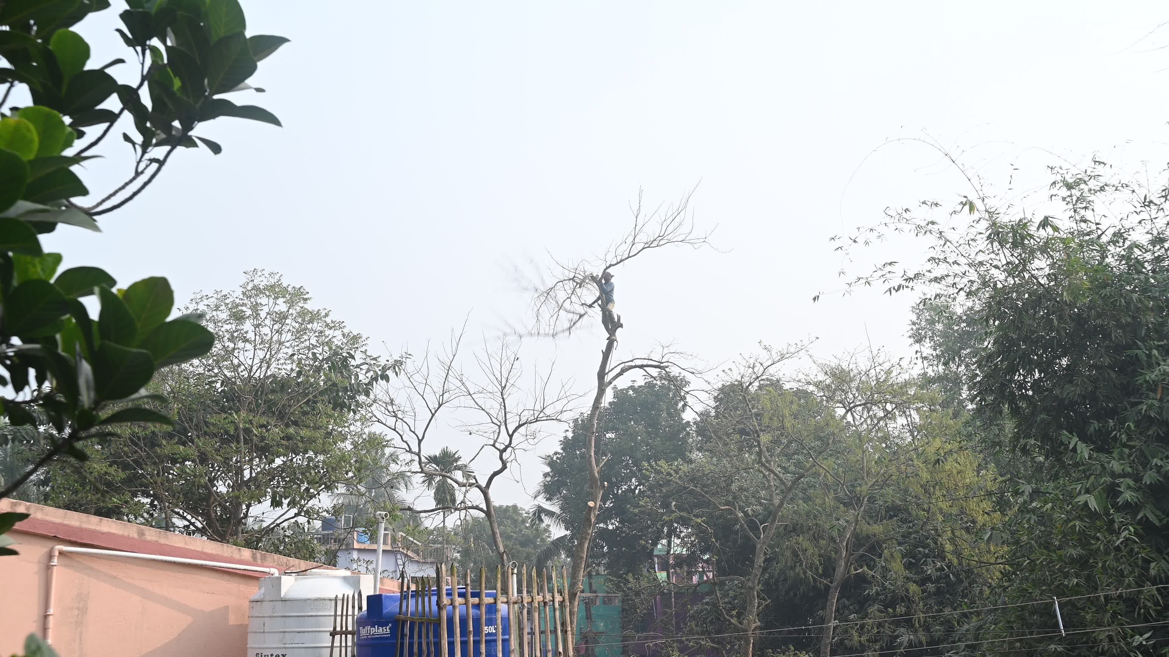 Urban Deforestation in India
