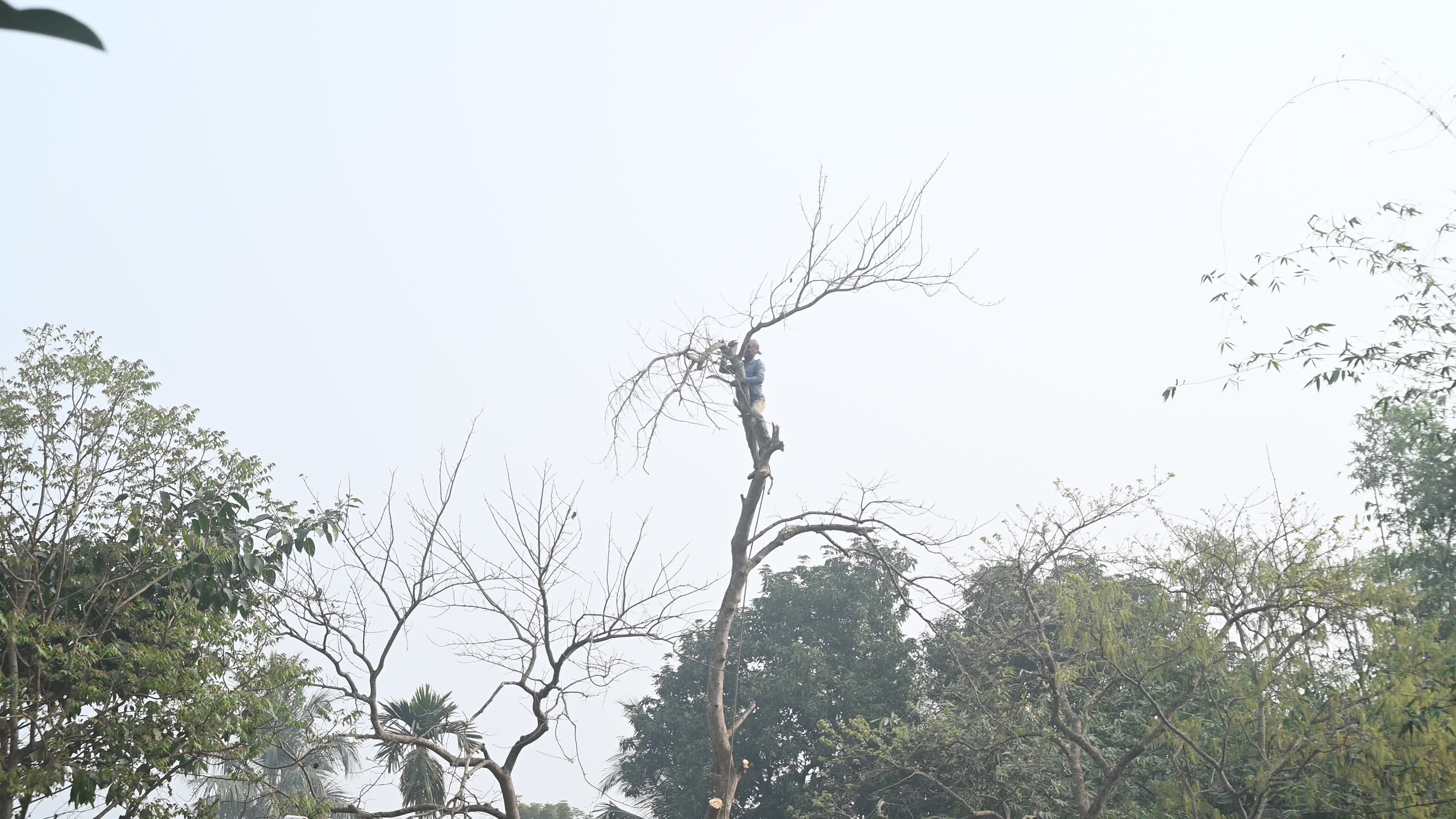 Urban Deforestation in India
