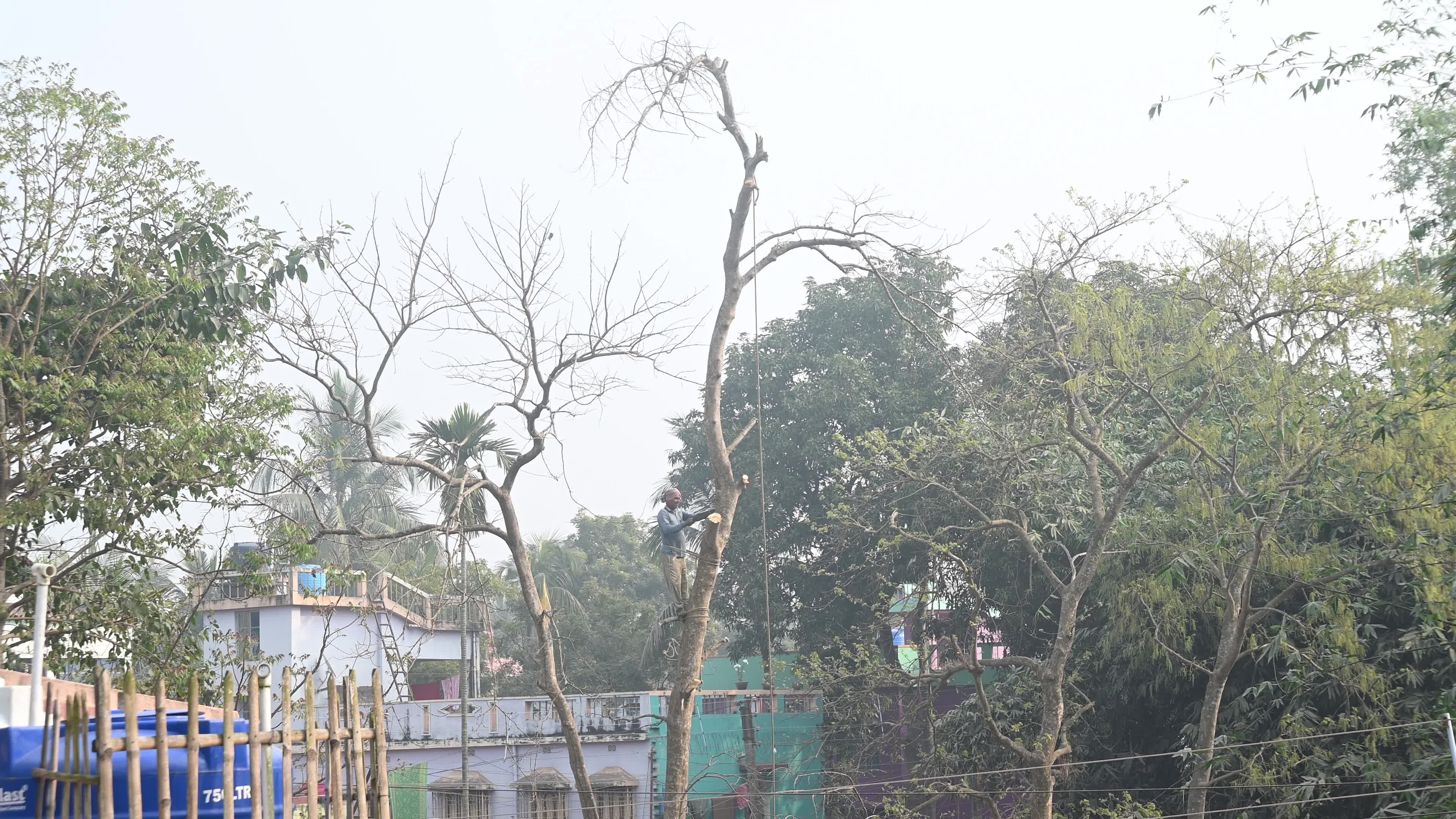 Urban Deforestation in India
