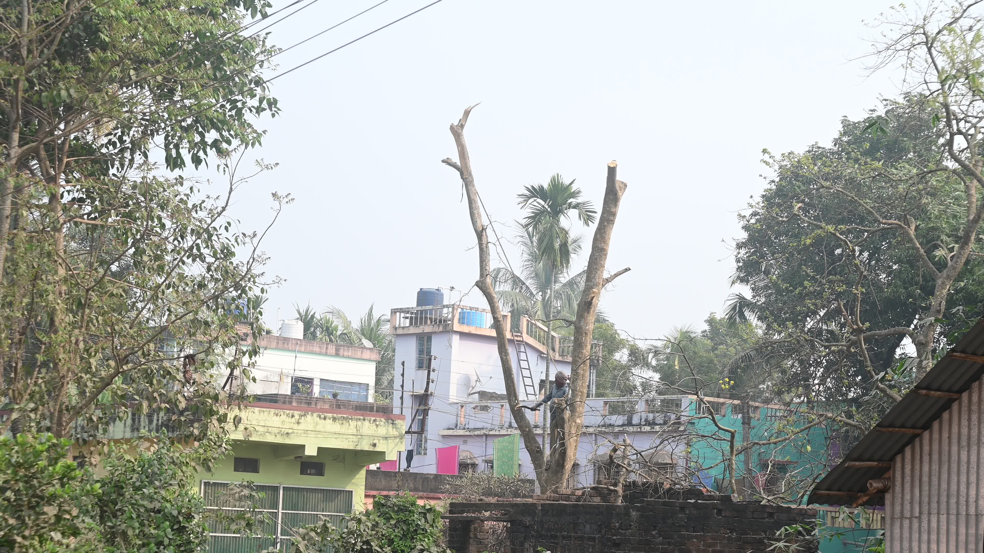 Urban Deforestation in India
