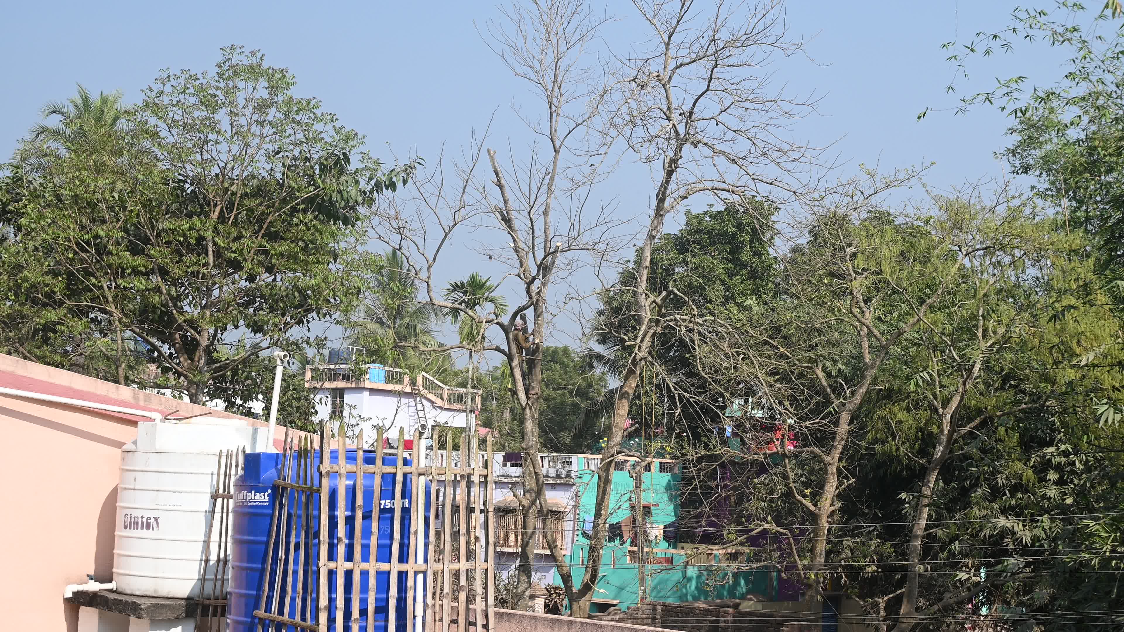 Urban Deforestation in India

