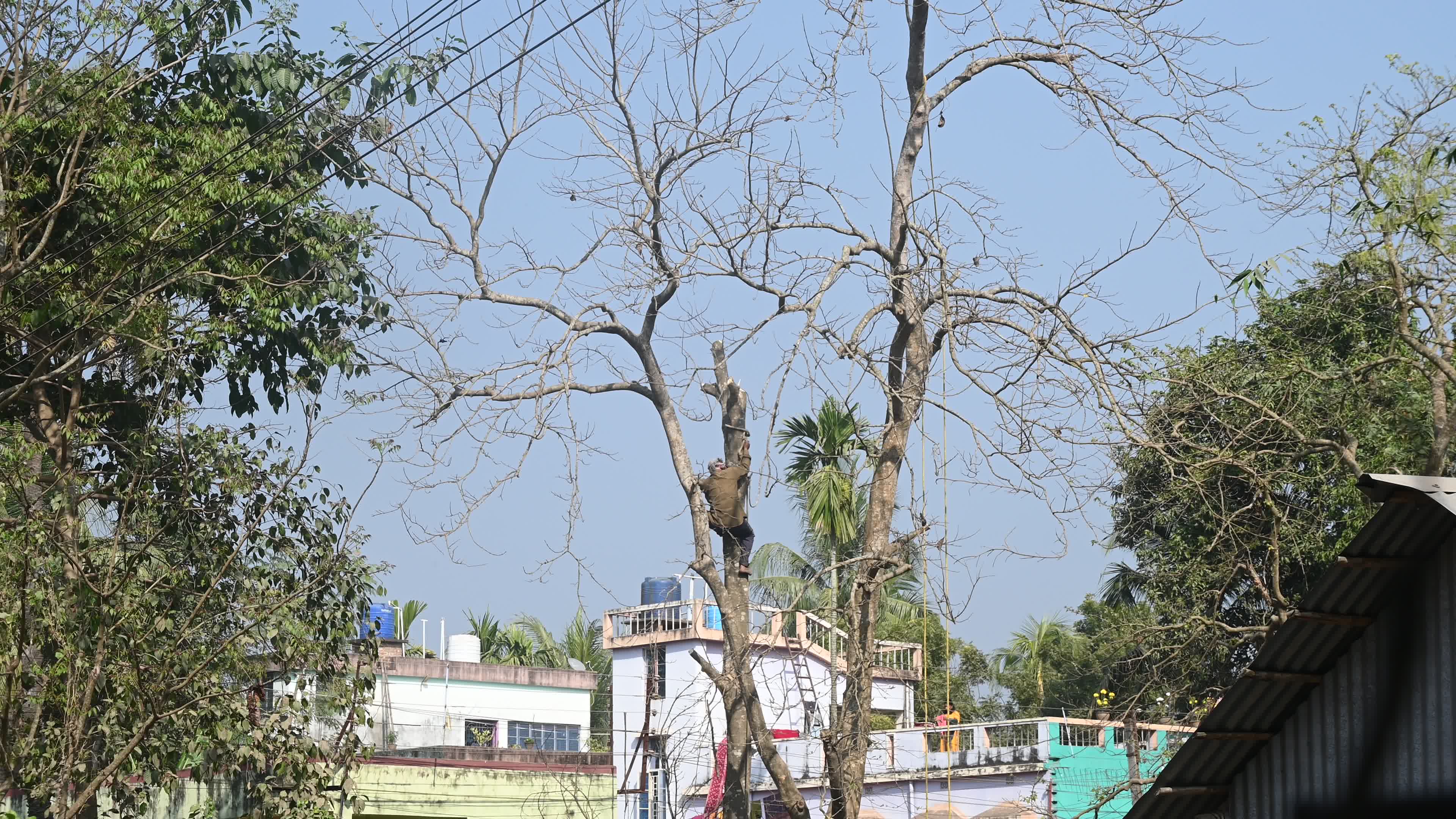 Urban Deforestation in India
