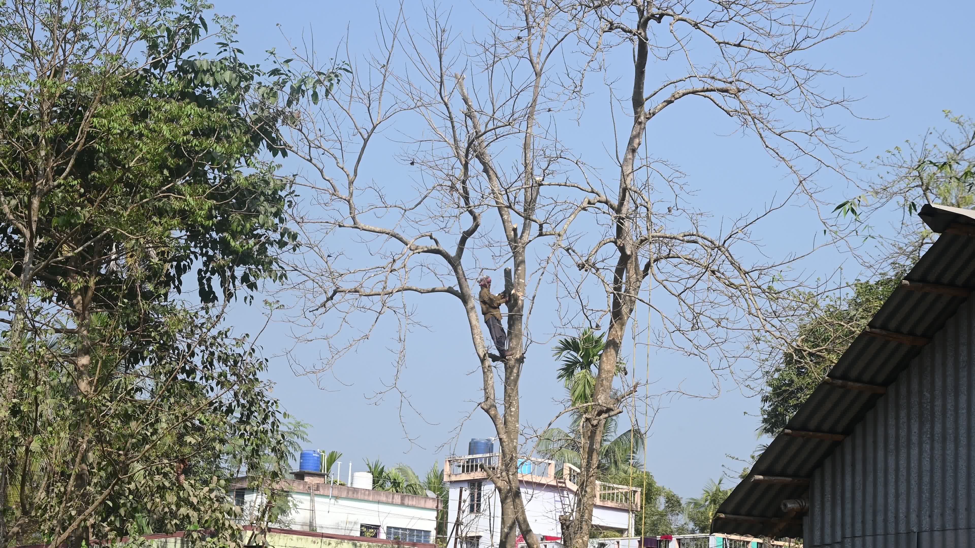 Urban Deforestation in India
