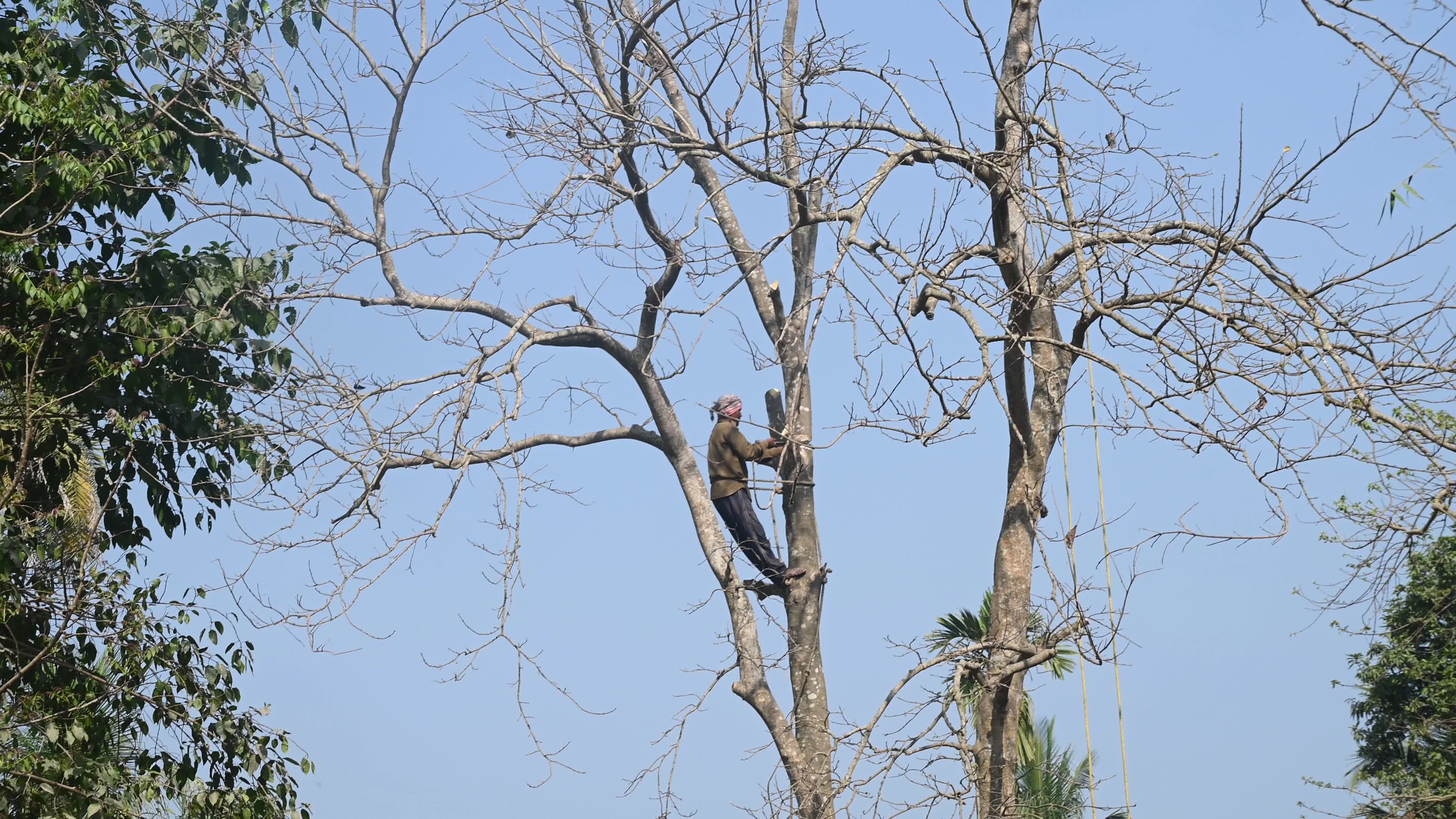 Urban Deforestation in India
