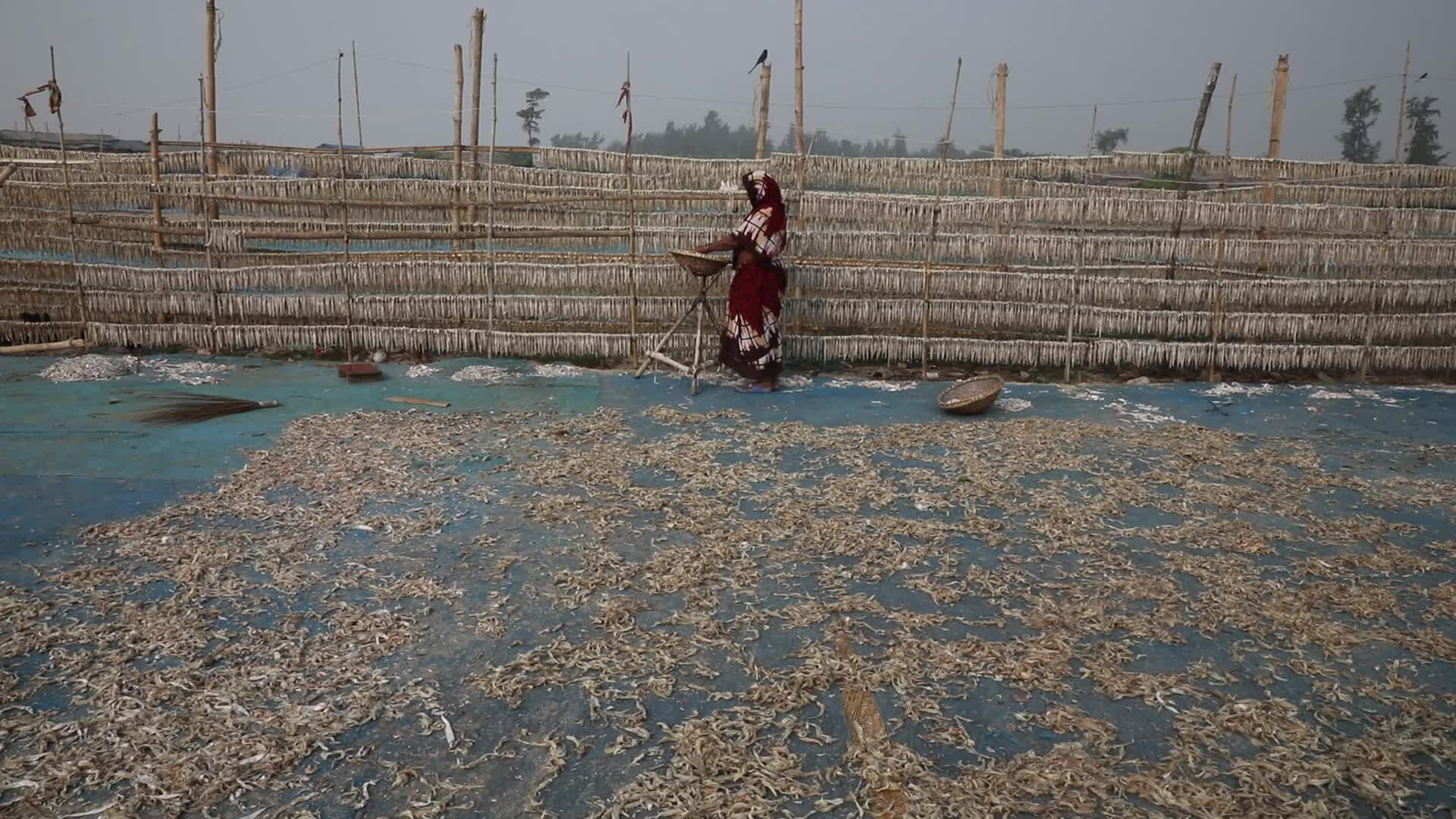 Dry Fish Workshop At Sagar Island