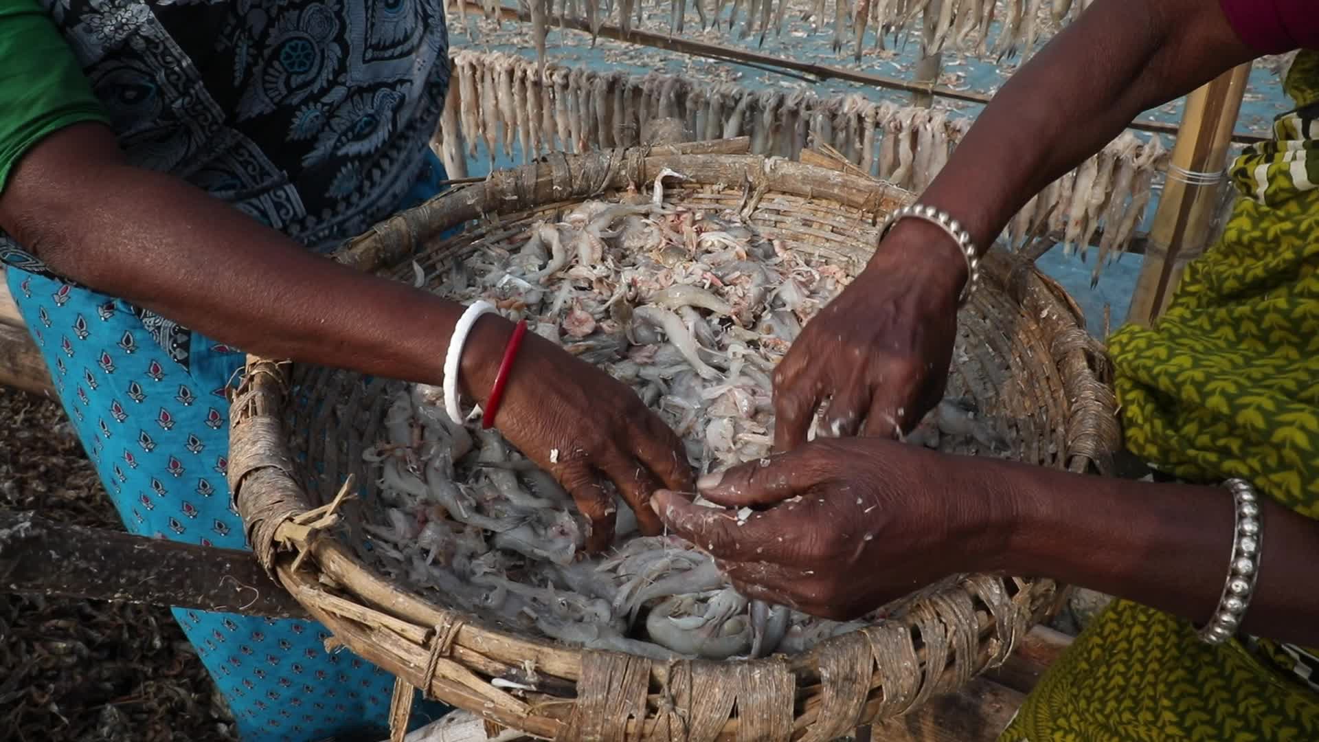 Dry Fish Workshop At Sagar Island