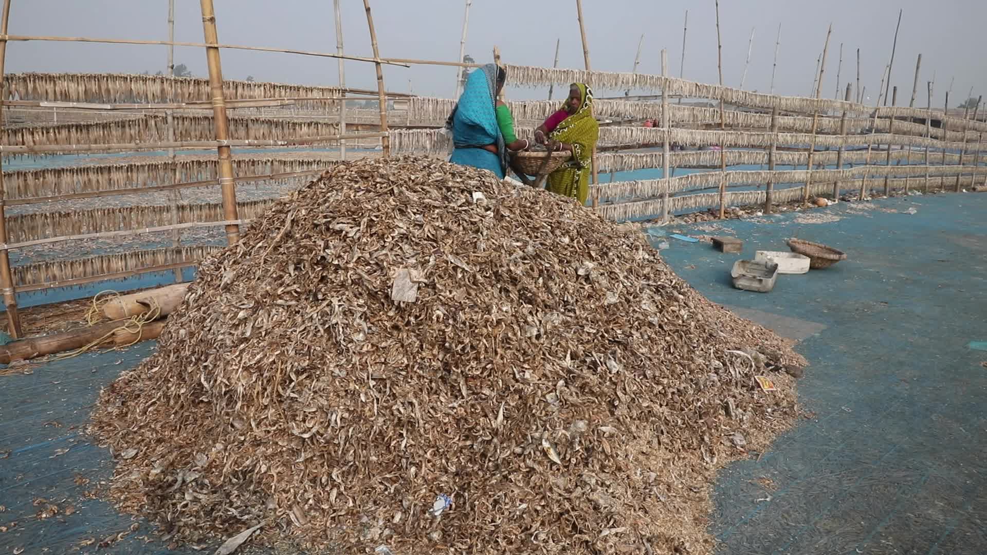 Dry Fish Workshop At Sagar Island