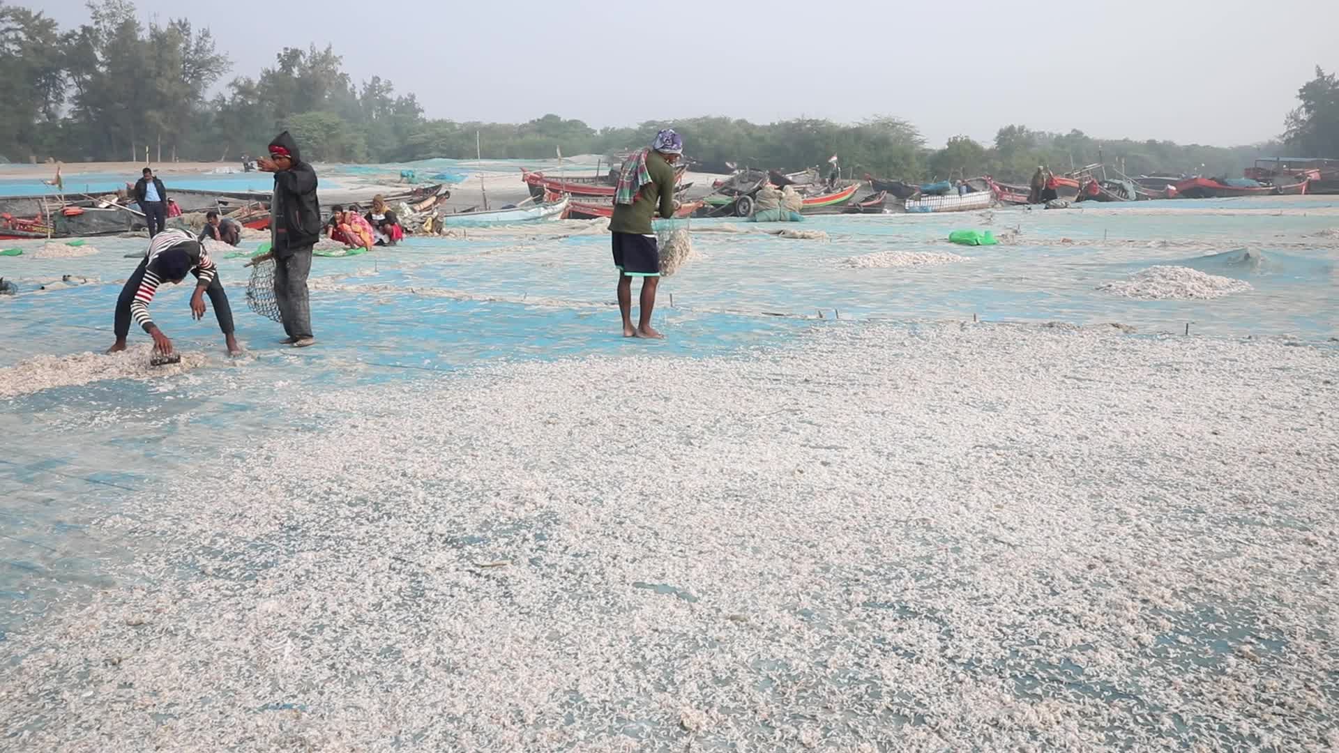 Dry Fish Workshop At Sagar Island