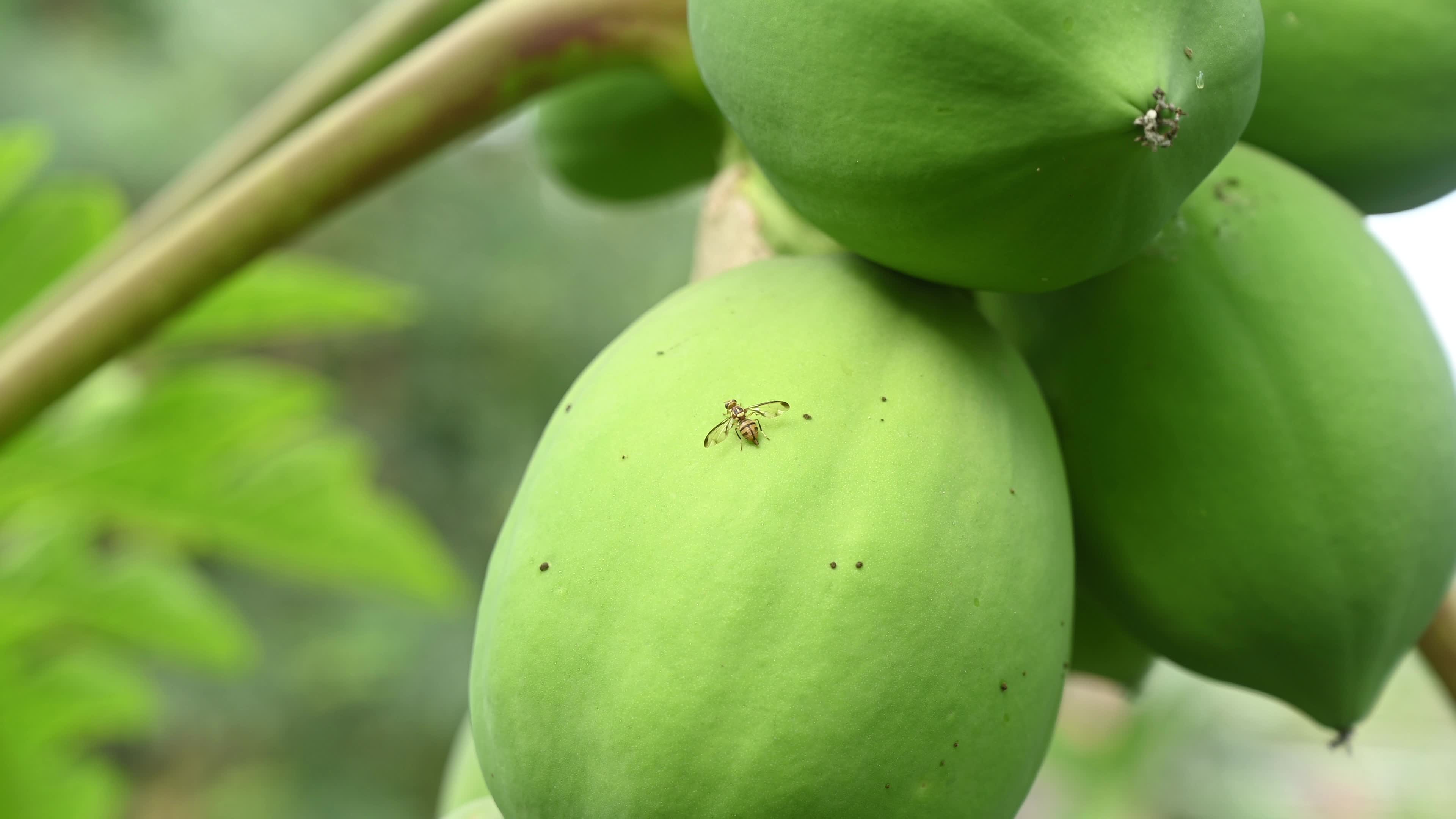 Papaya Tree - Carica Papaya
