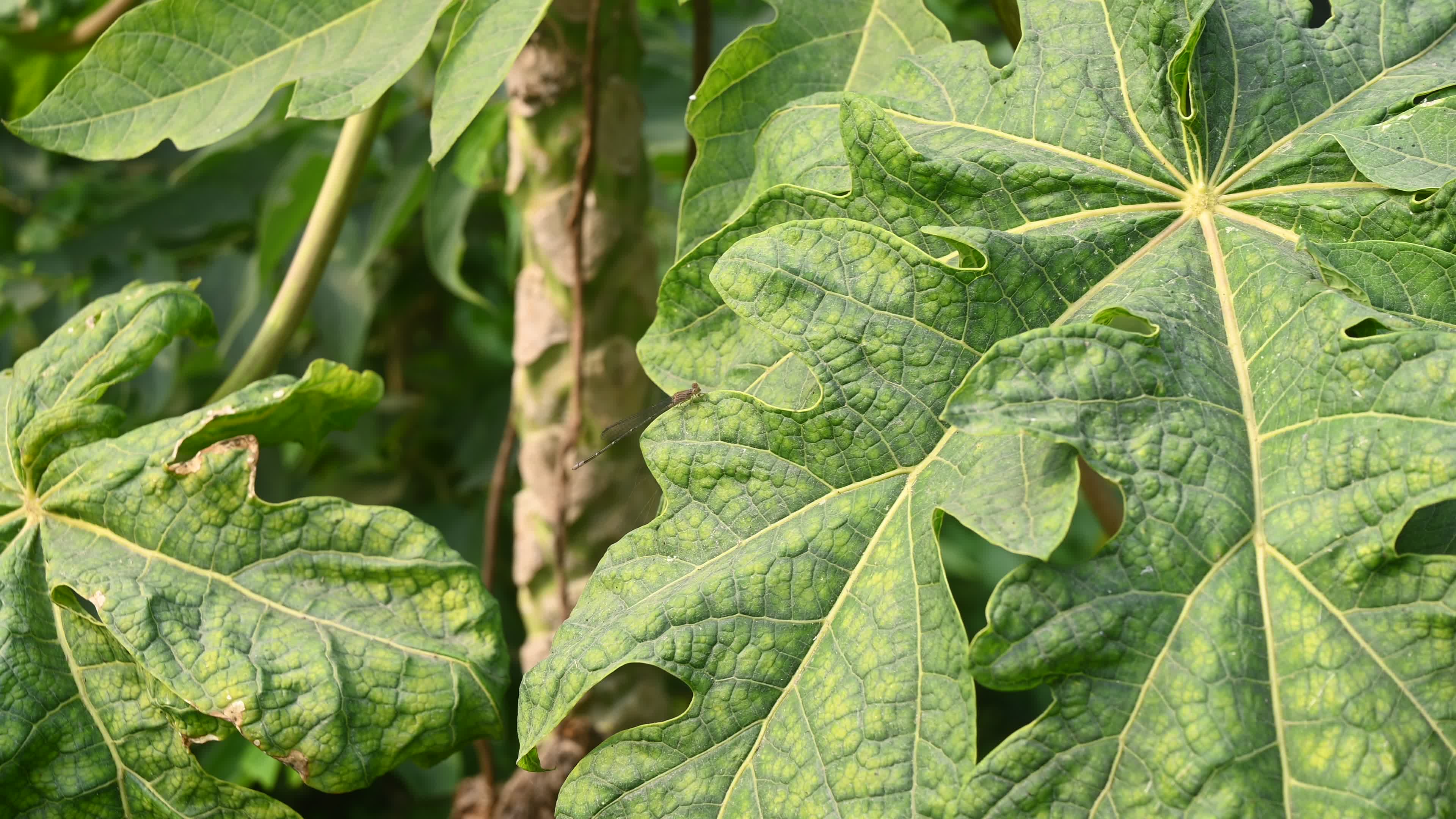 Papaya Tree - Carica Papaya
