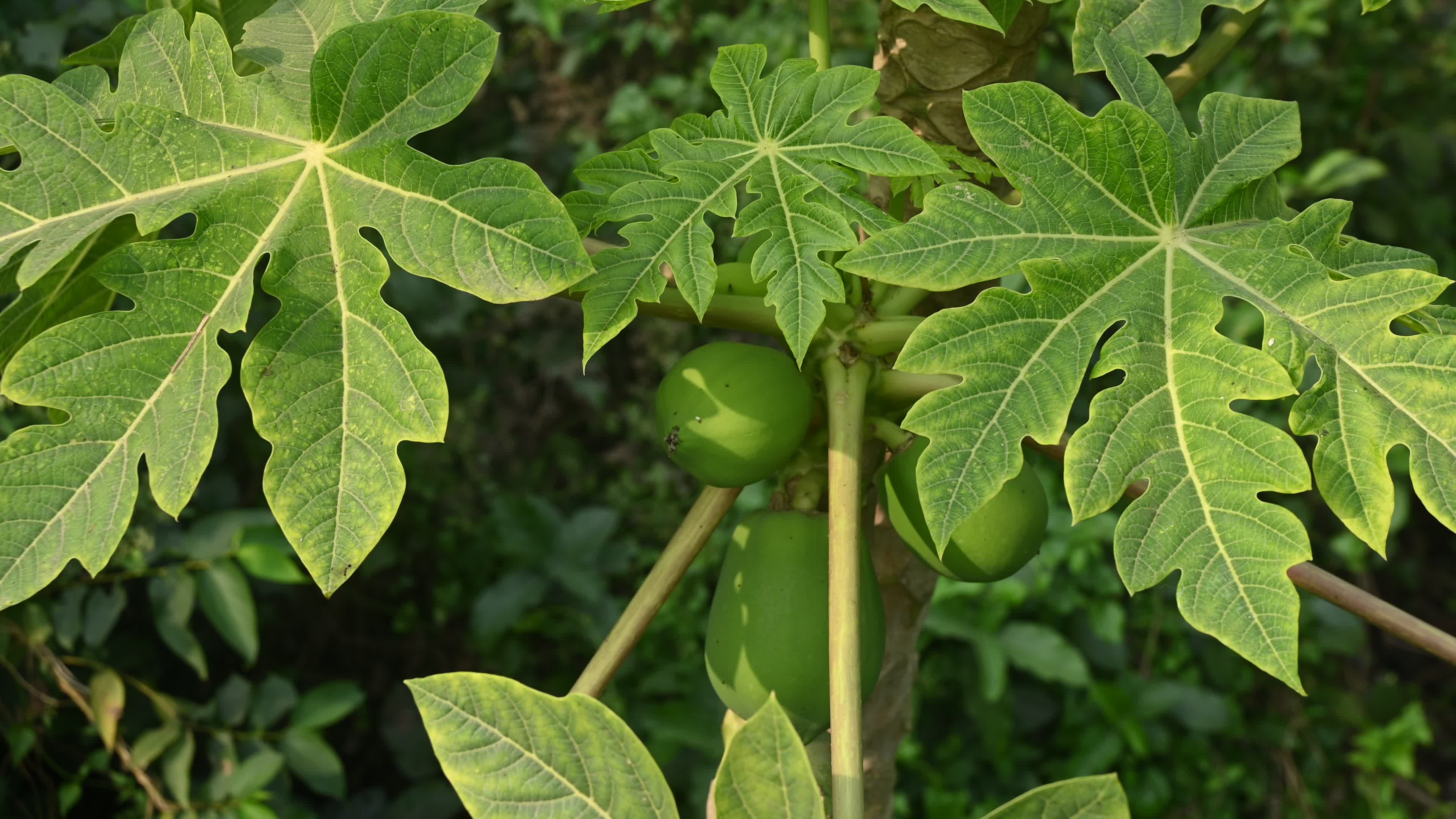 Papaya Tree - Carica Papaya
