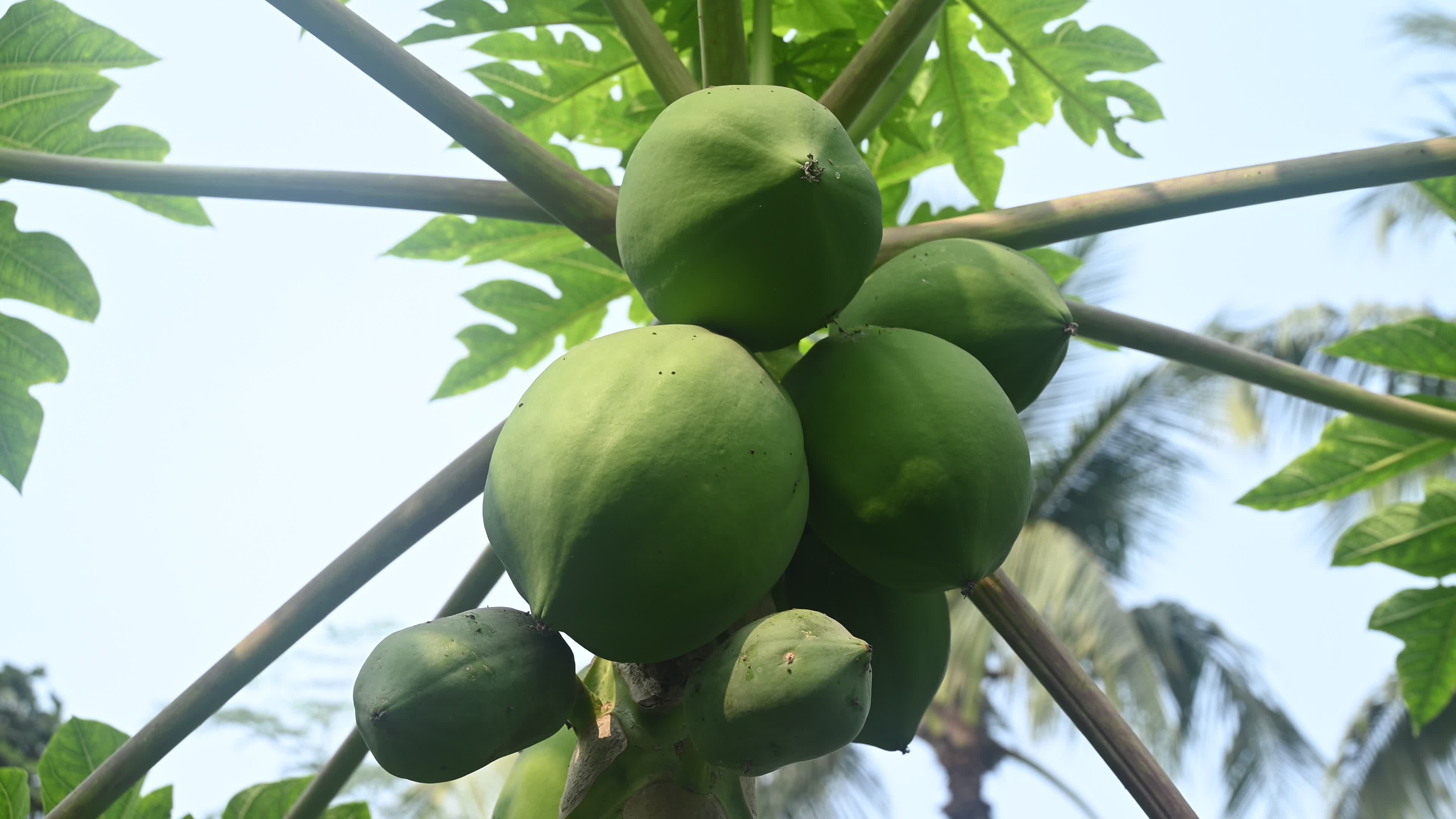 Papaya Tree - Carica Papaya

