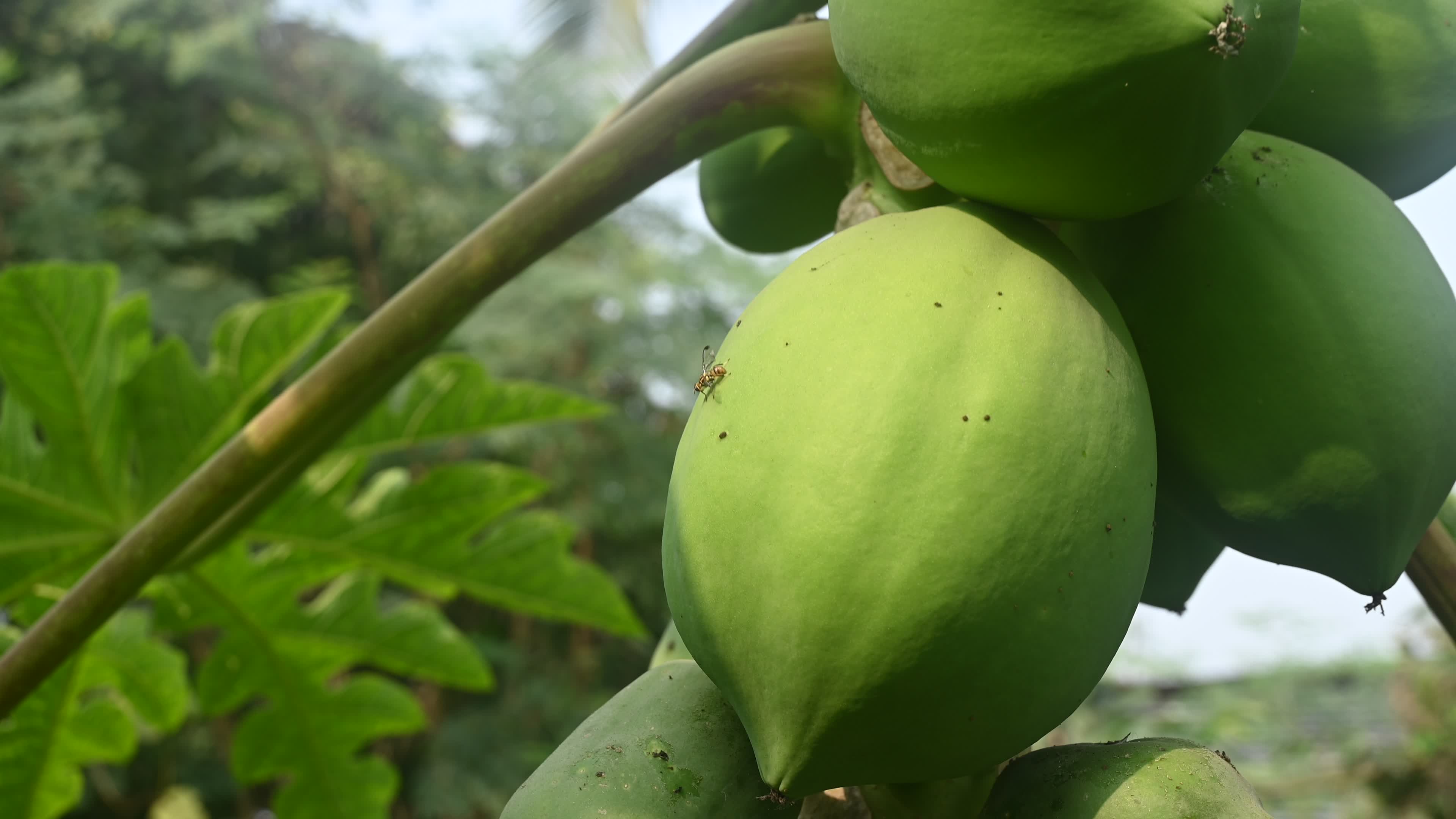 Papaya Tree - Carica Papaya
