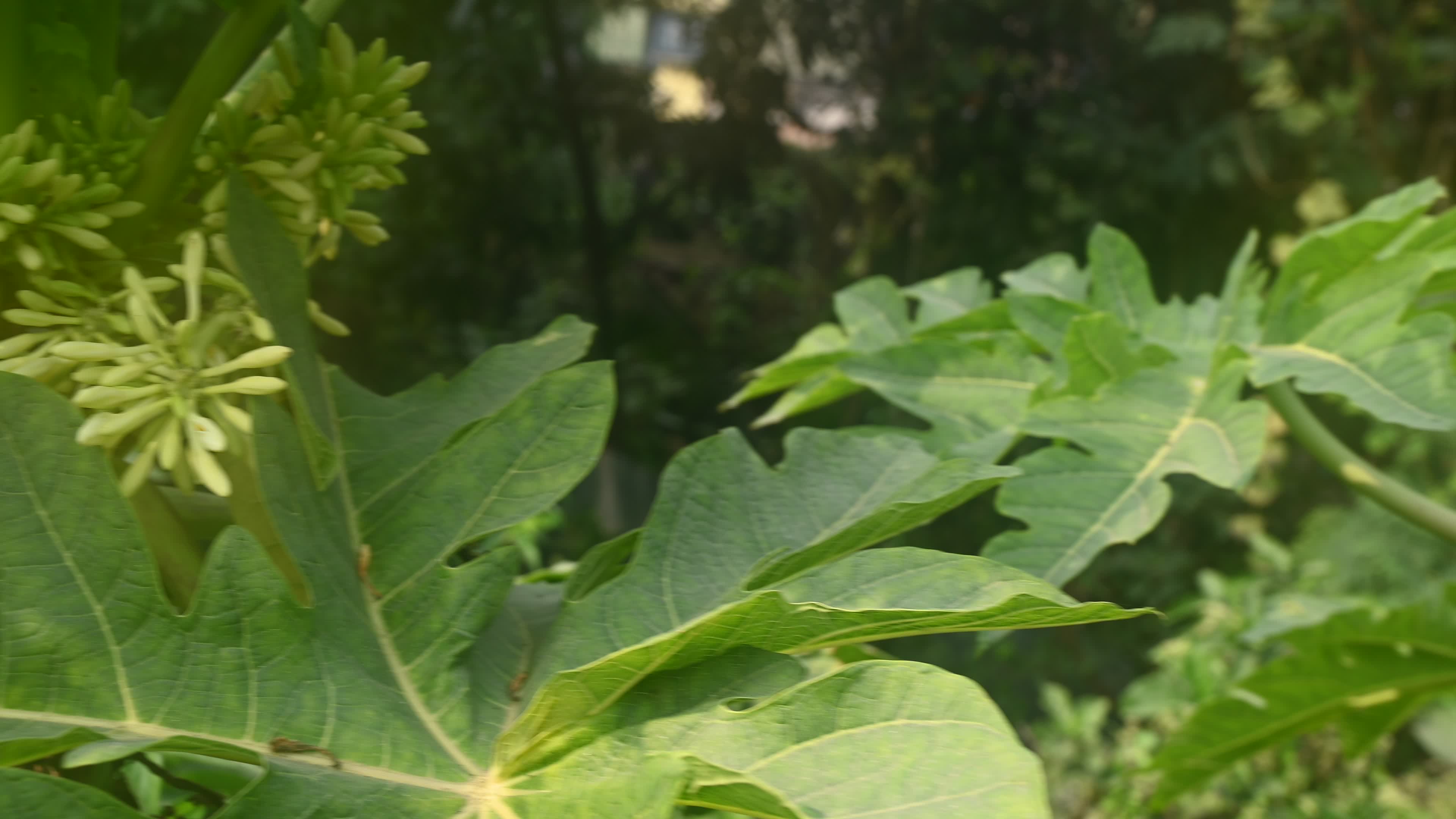 Papaya Tree - Carica Papaya
