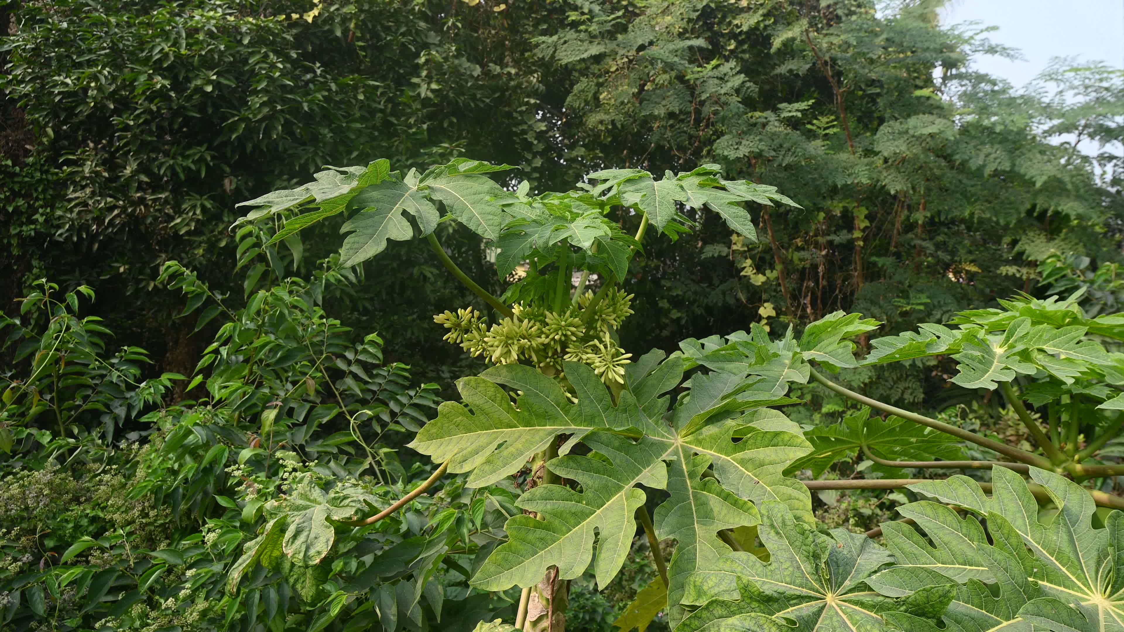 Papaya Tree - Carica Papaya
