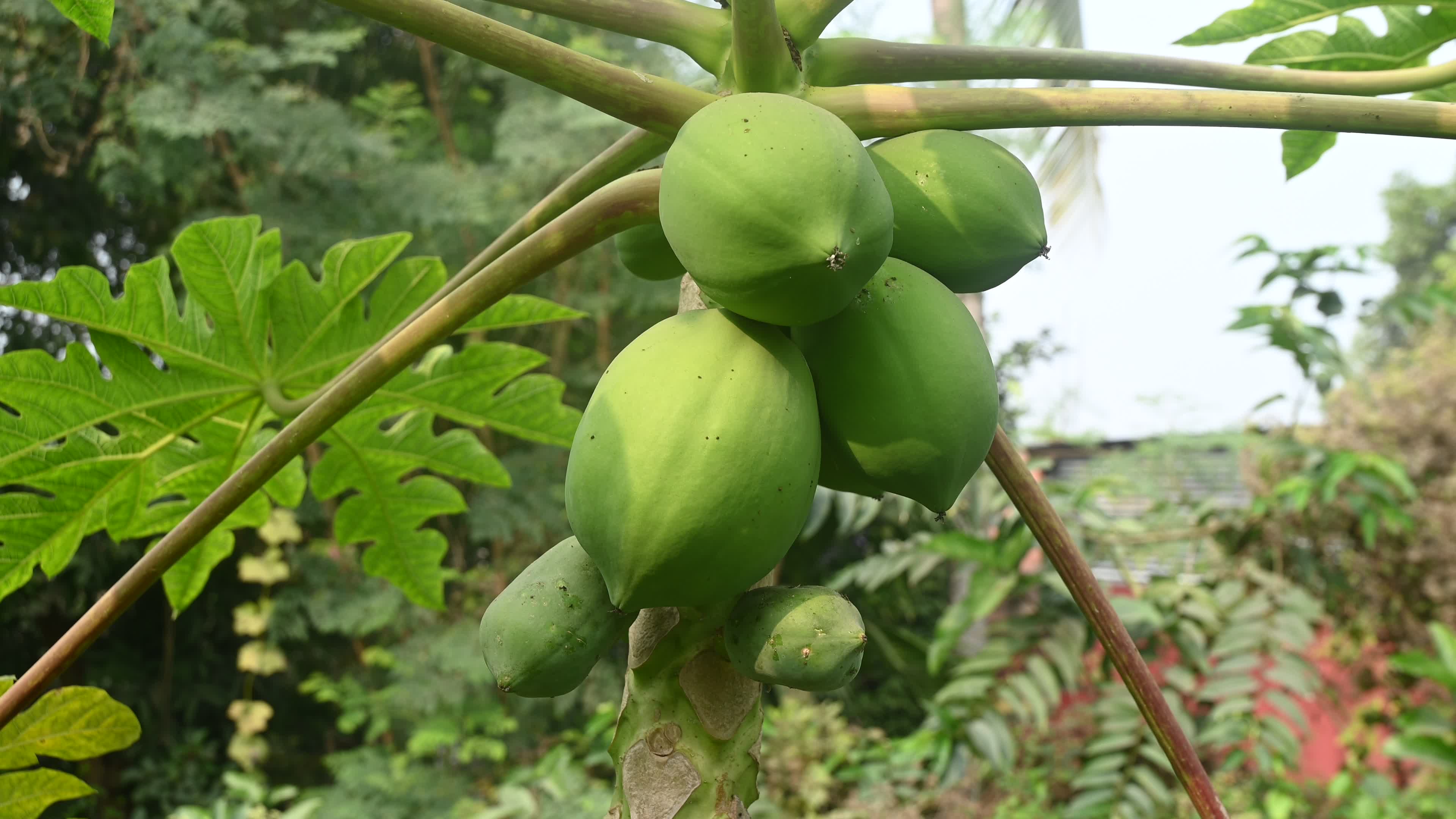 Papaya Tree - Carica Papaya

