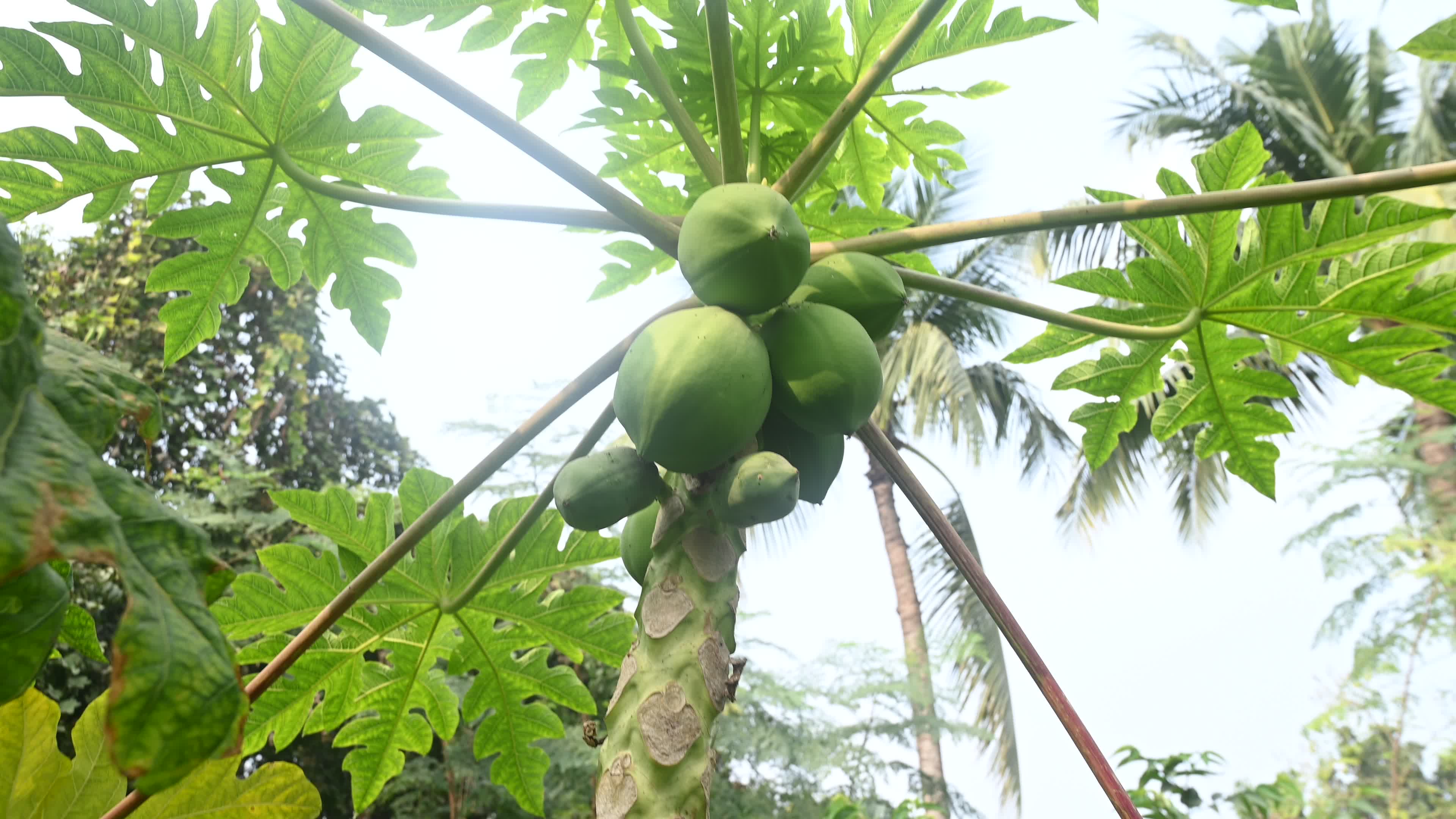 Papaya Tree - Carica Papaya
