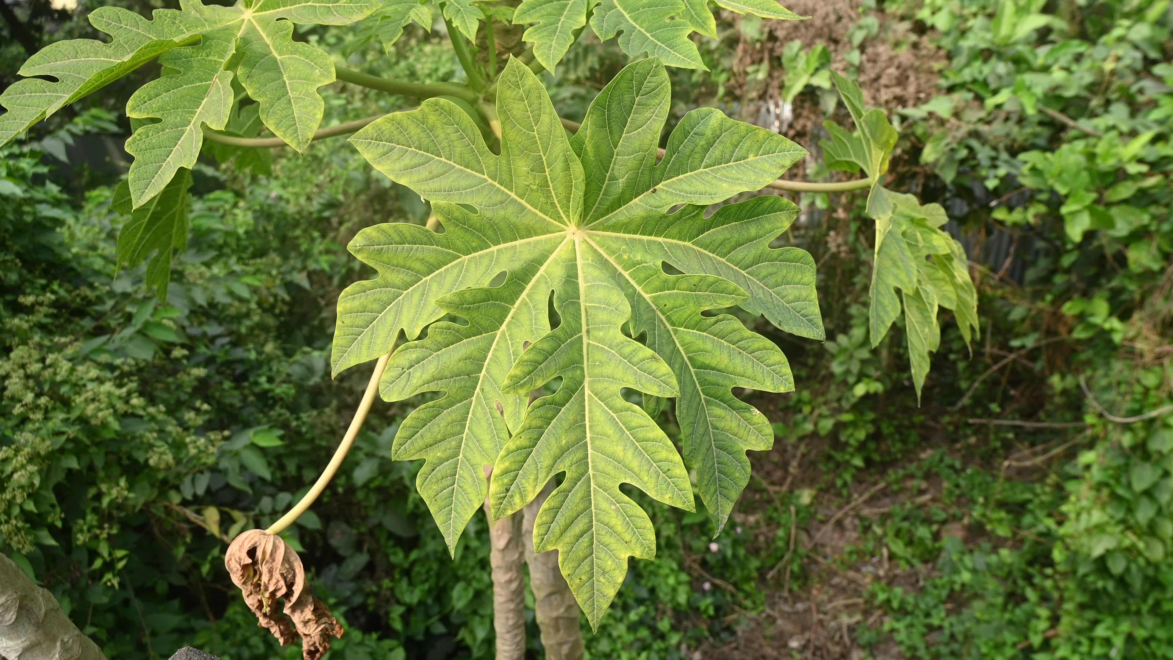 Papaya Tree - Carica Papaya

