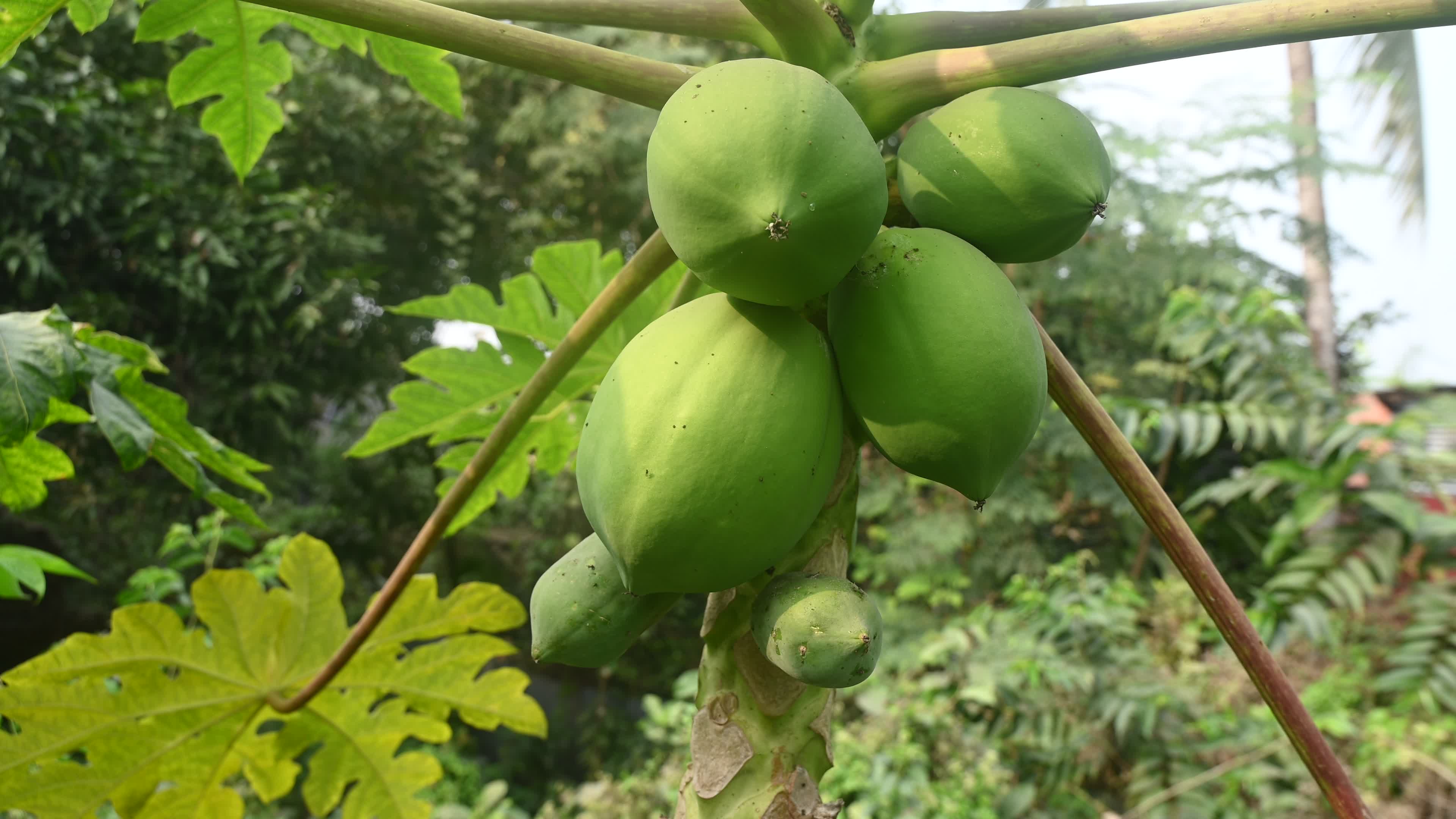 Papaya Tree - Carica Papaya
