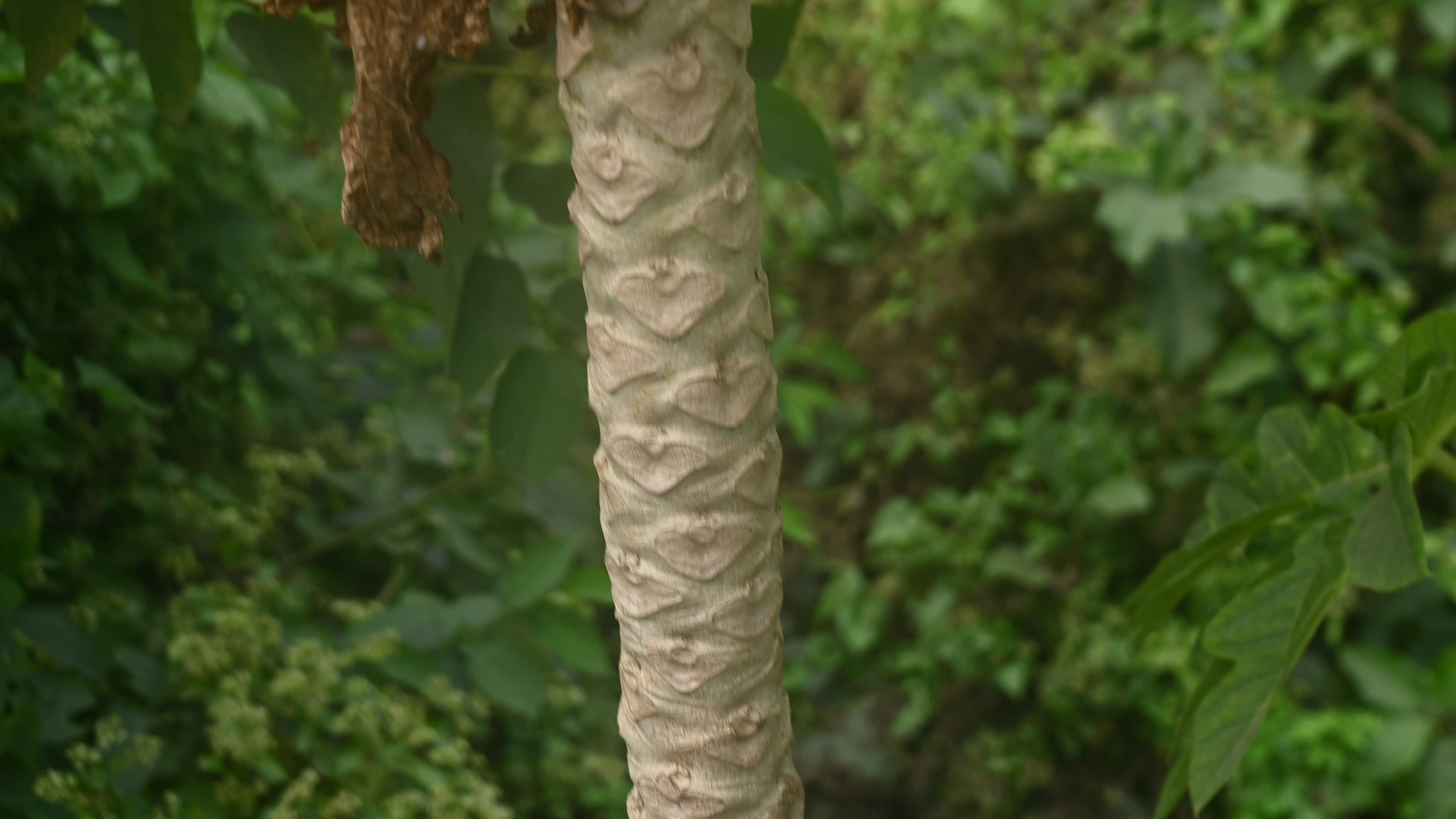 Papaya Tree - Carica Papaya
