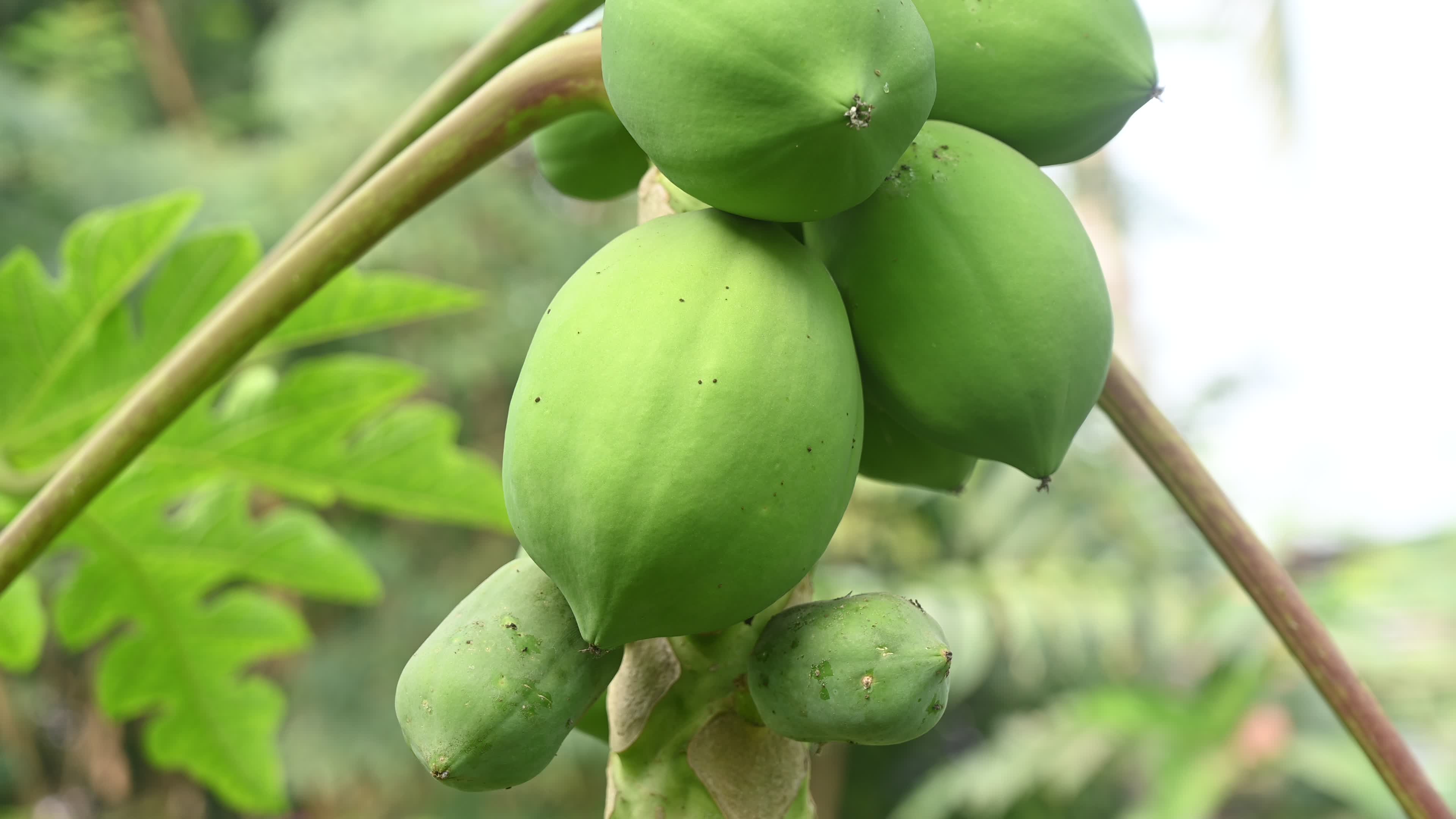 Papaya Tree - Carica Papaya
