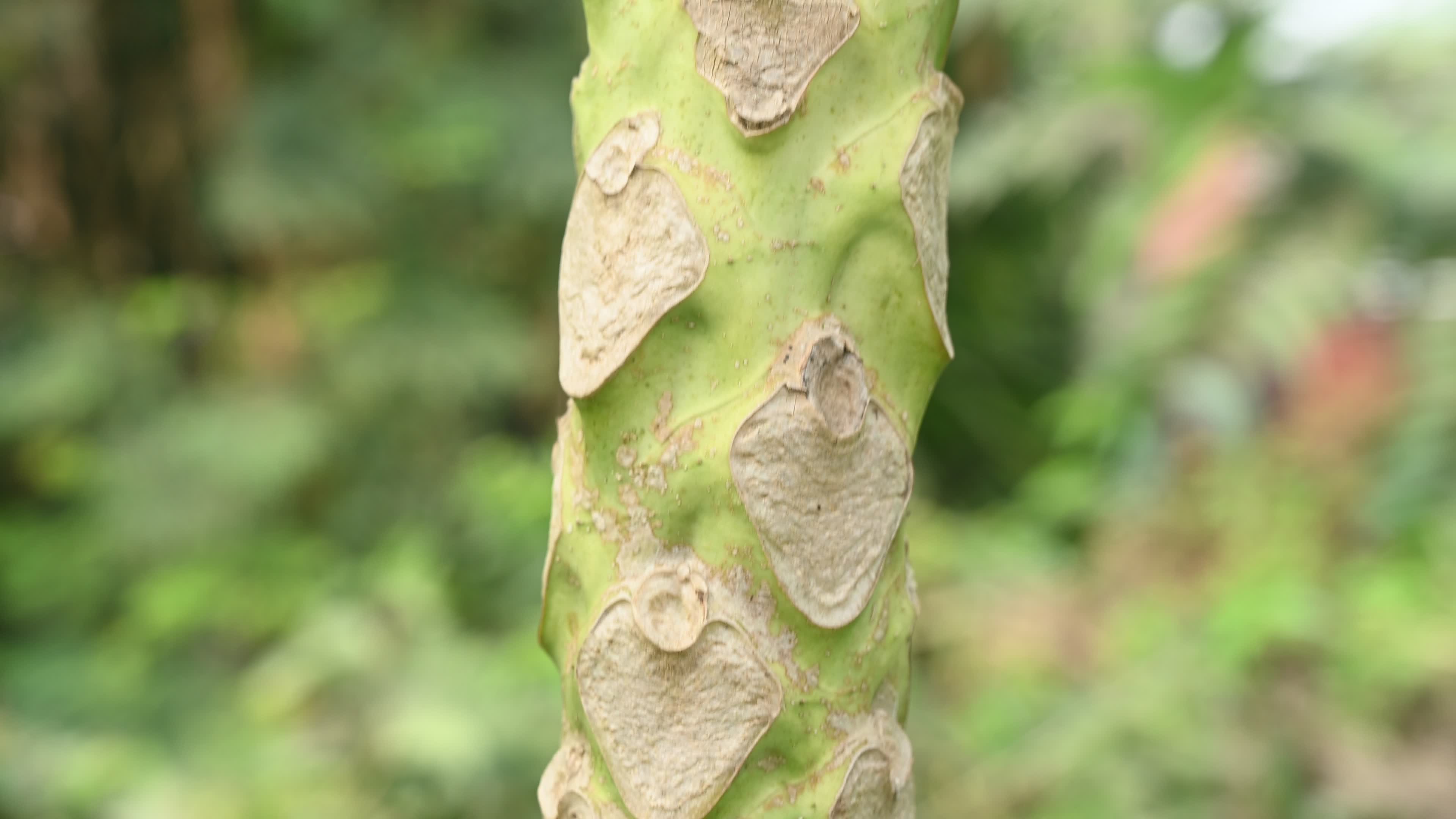 Papaya Tree - Carica Papaya
