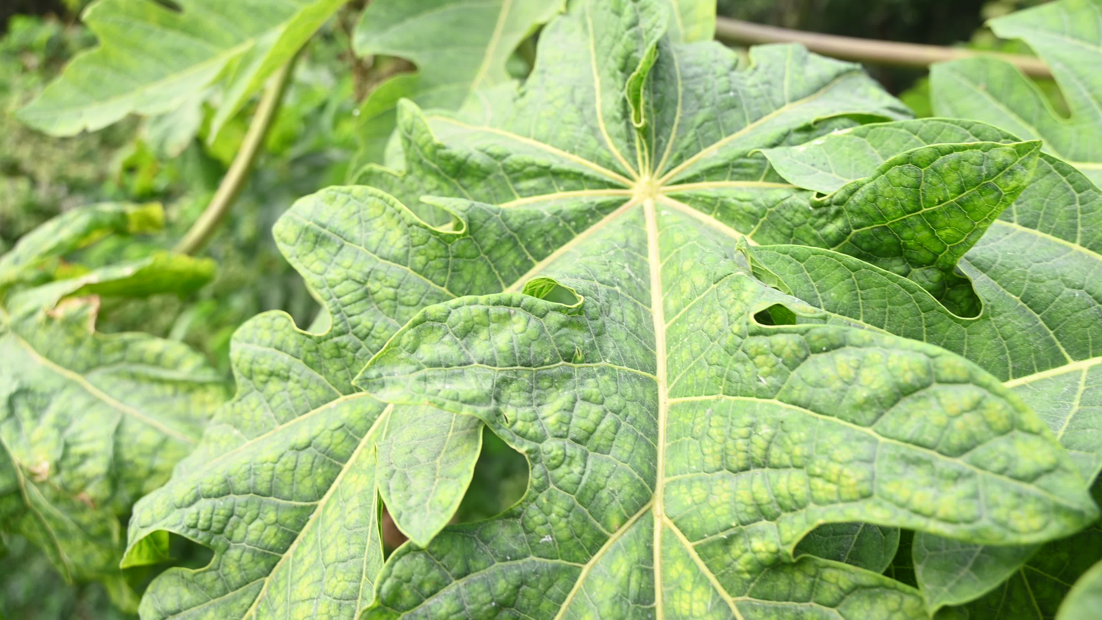 Papaya Tree - Carica Papaya
