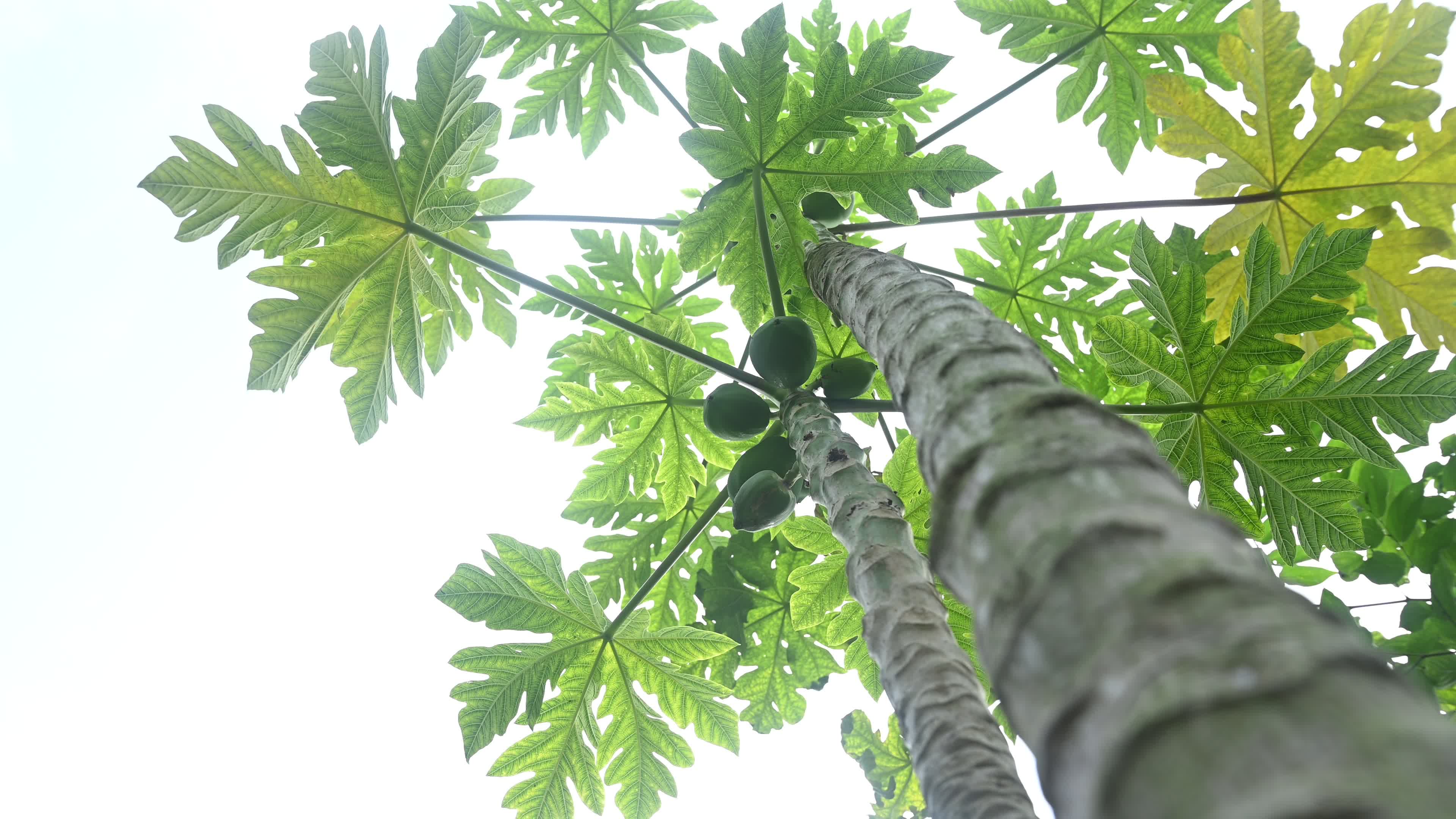 Papaya Tree - Carica Papaya
