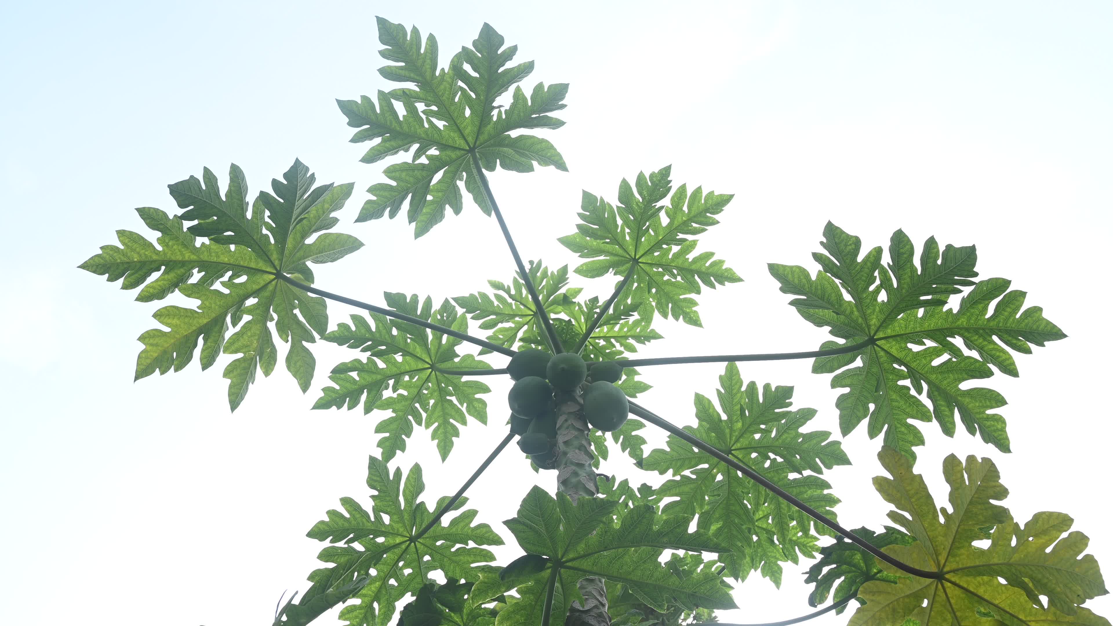 Papaya Tree - Carica Papaya
