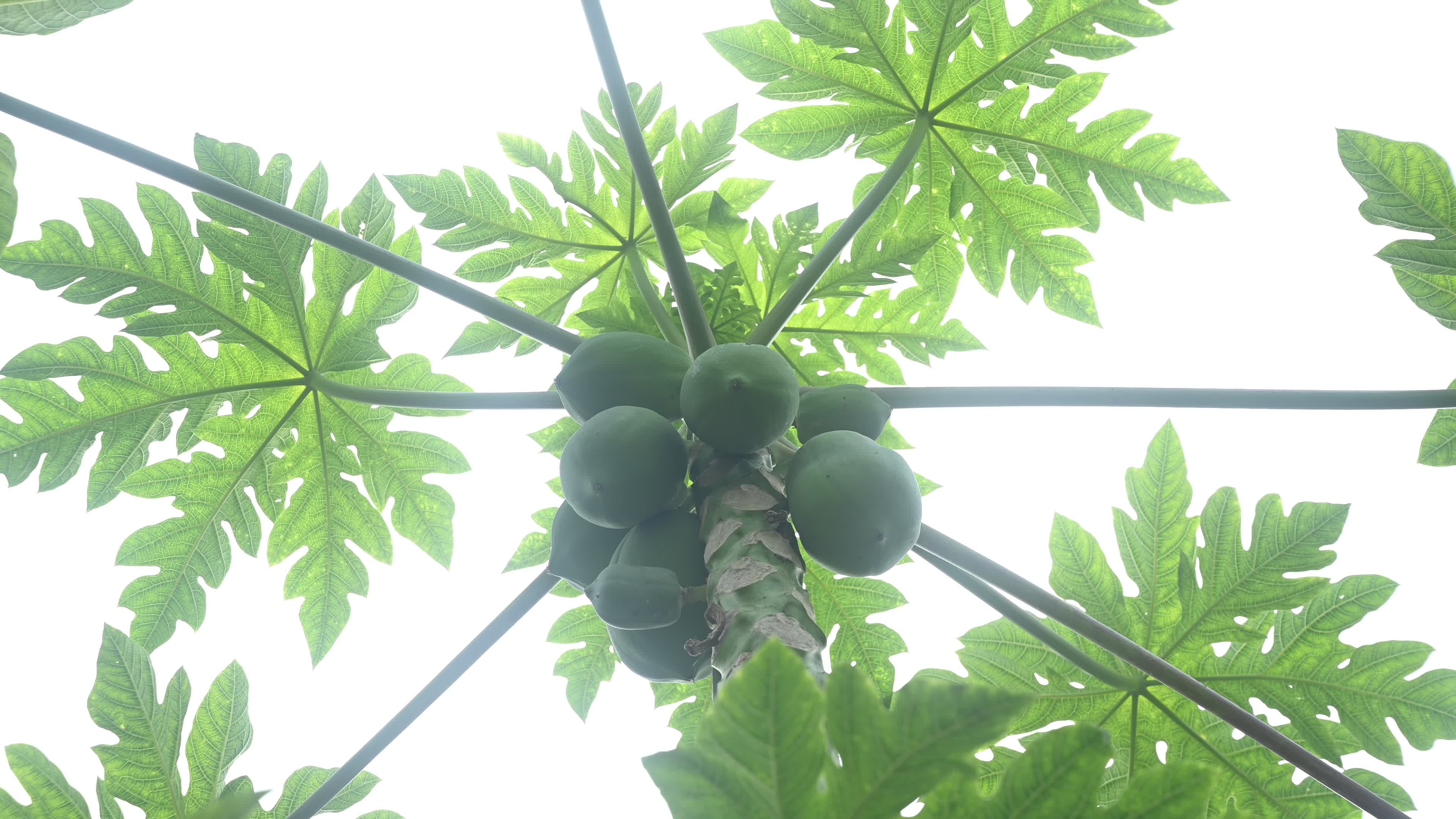 Papaya Tree - Carica Papaya
