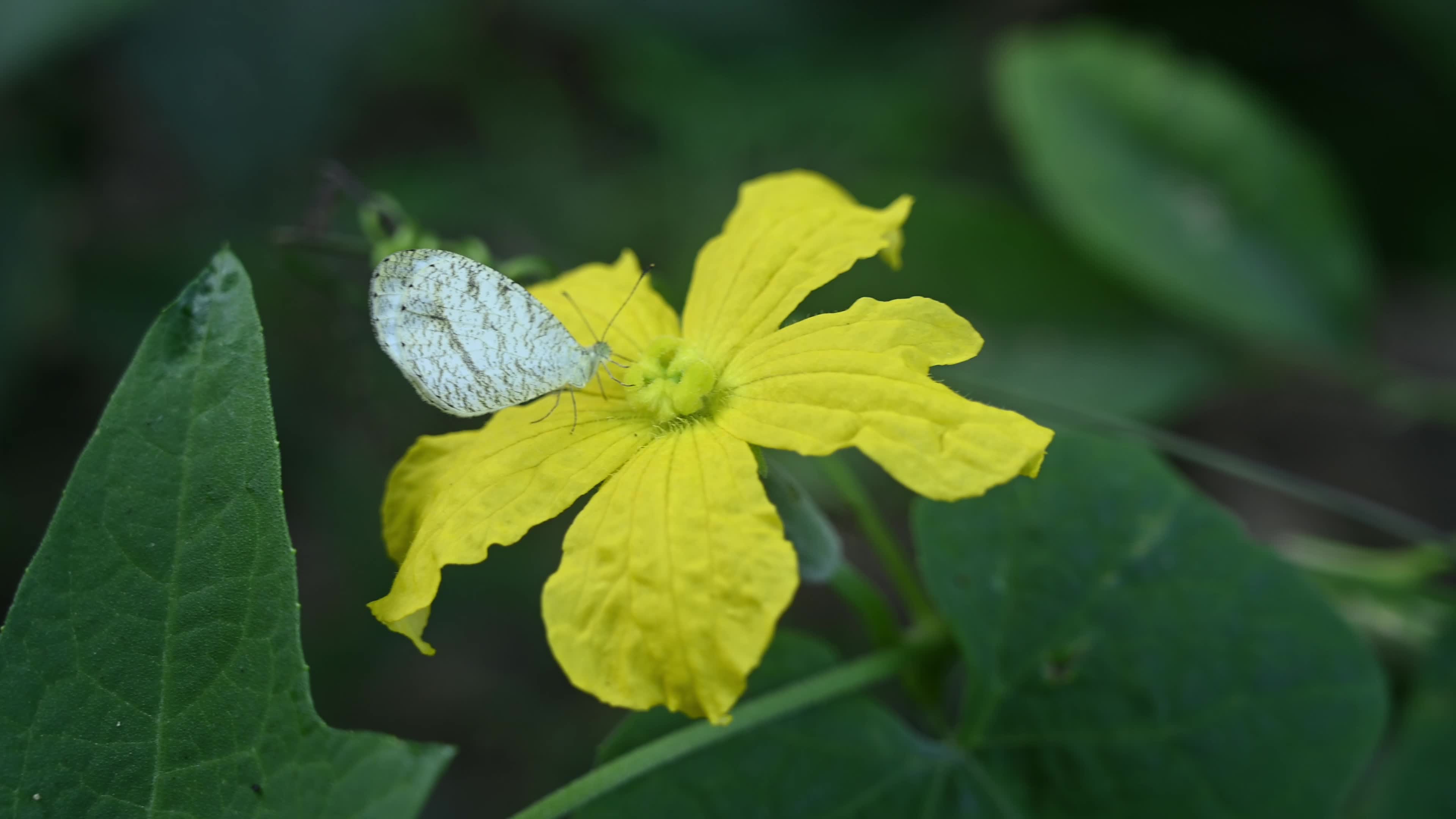 Oriental Psyche (Leptosia nina) - Zucchini Flower 