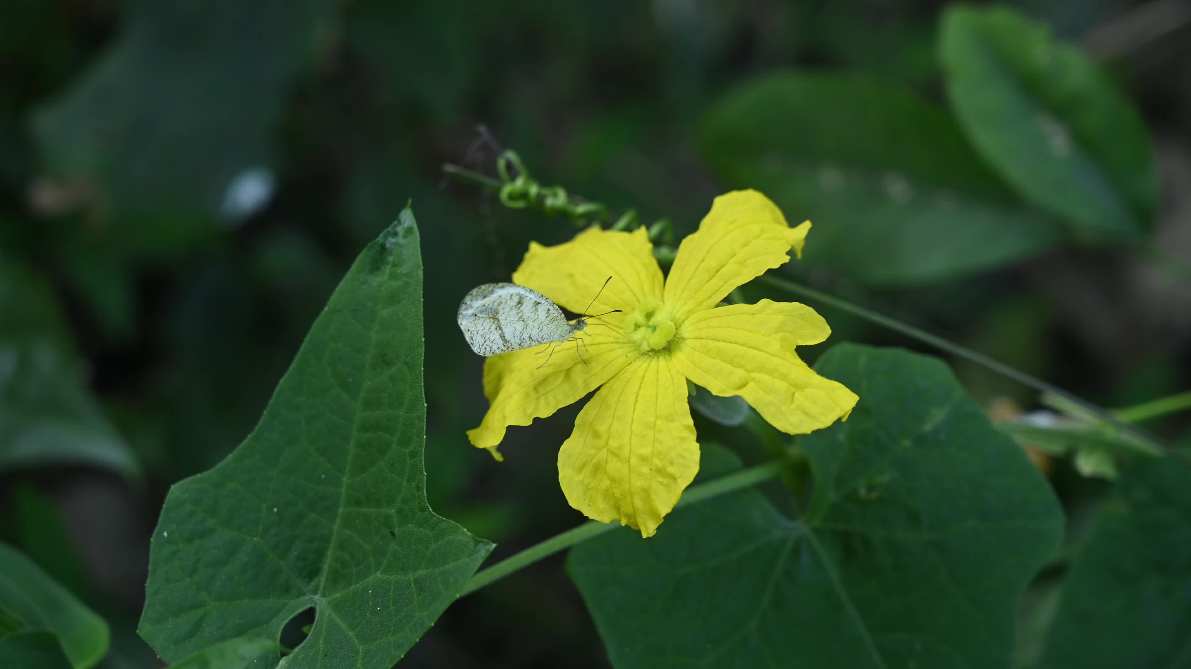 Oriental Psyche (Leptosia nina) - Zucchini Flower 