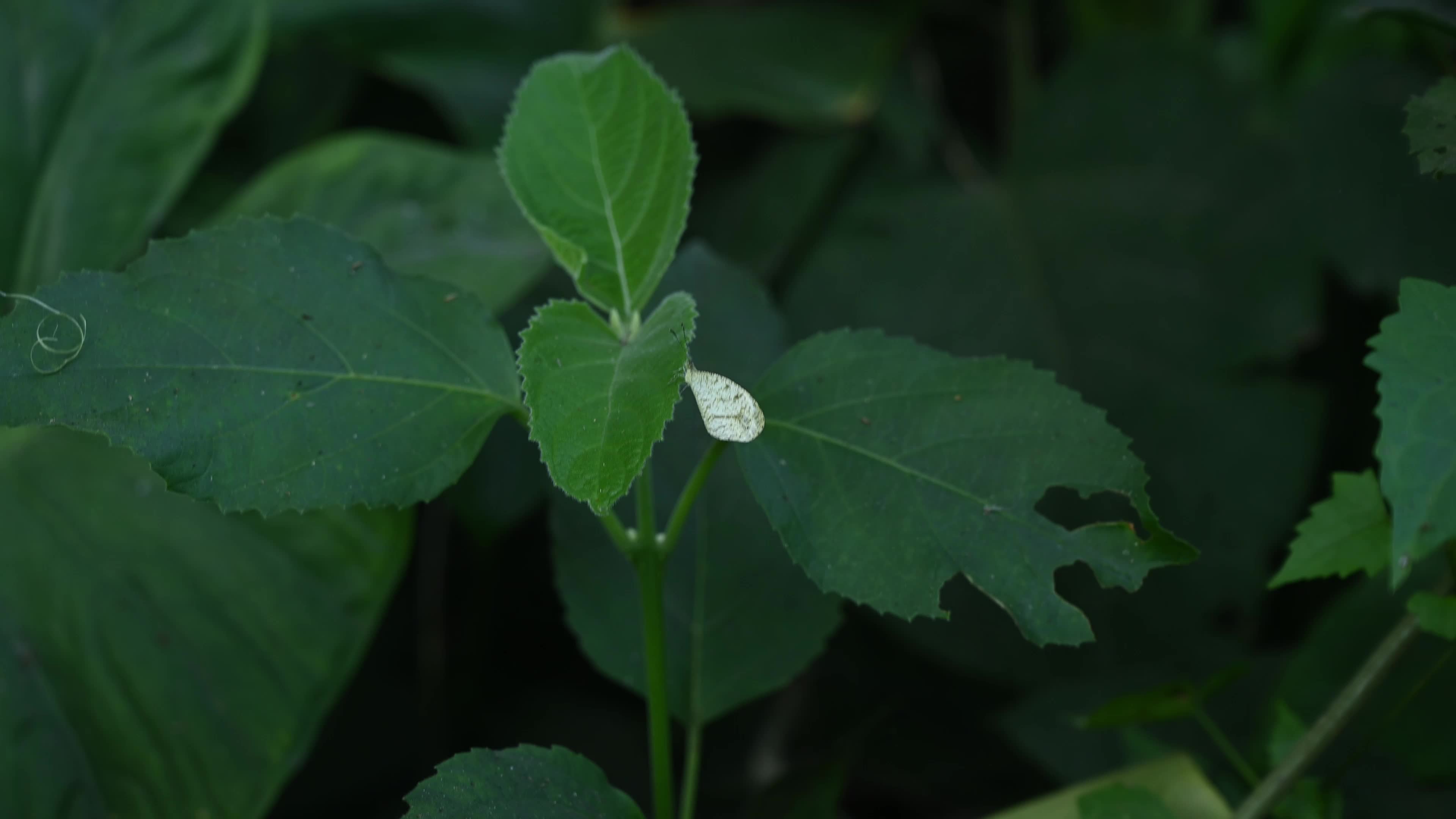 Oriental Psyche (Leptosia nina) - Zucchini Flower 