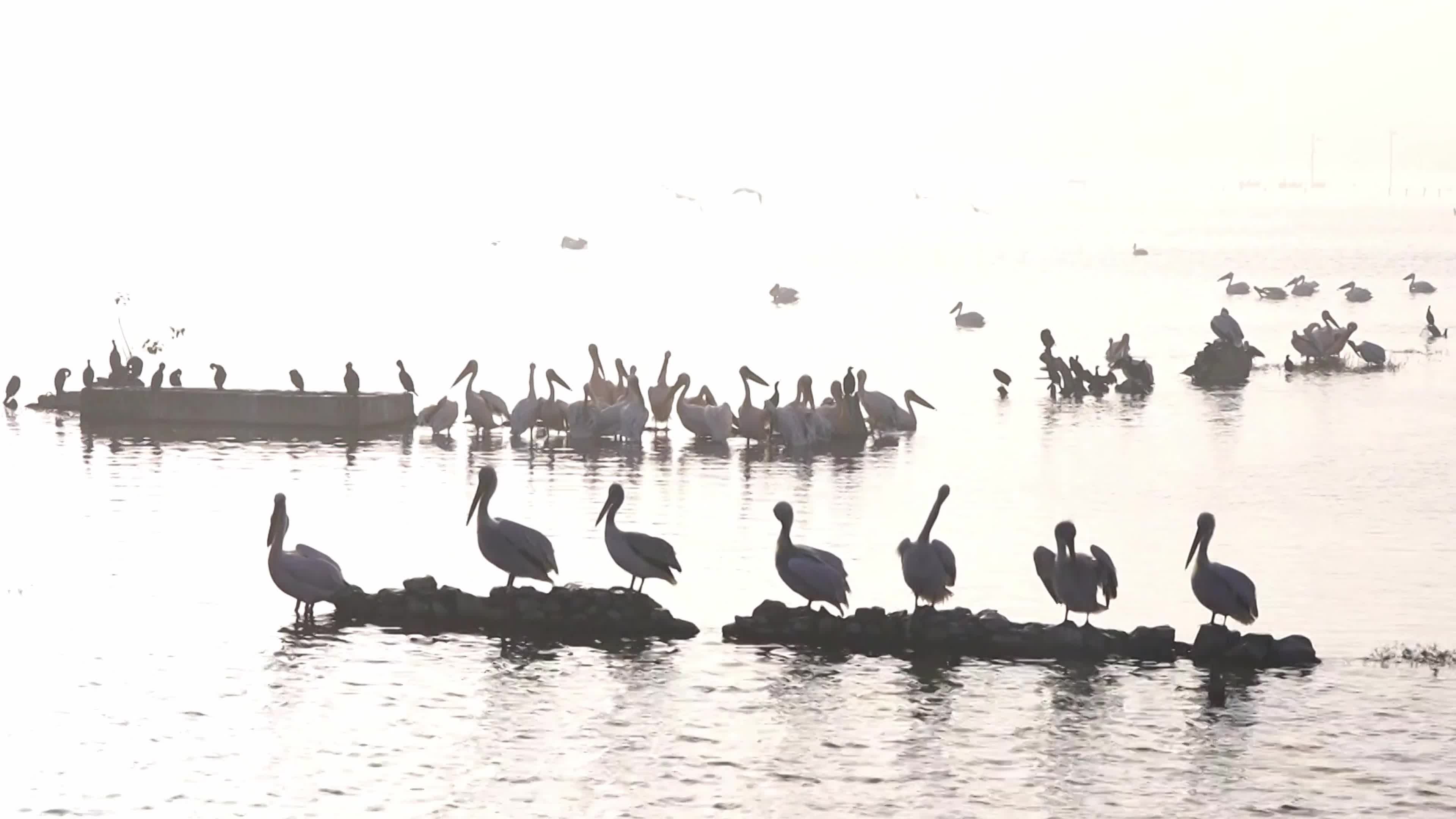 Pelicans inside The Lake During Cold Winter Day In India