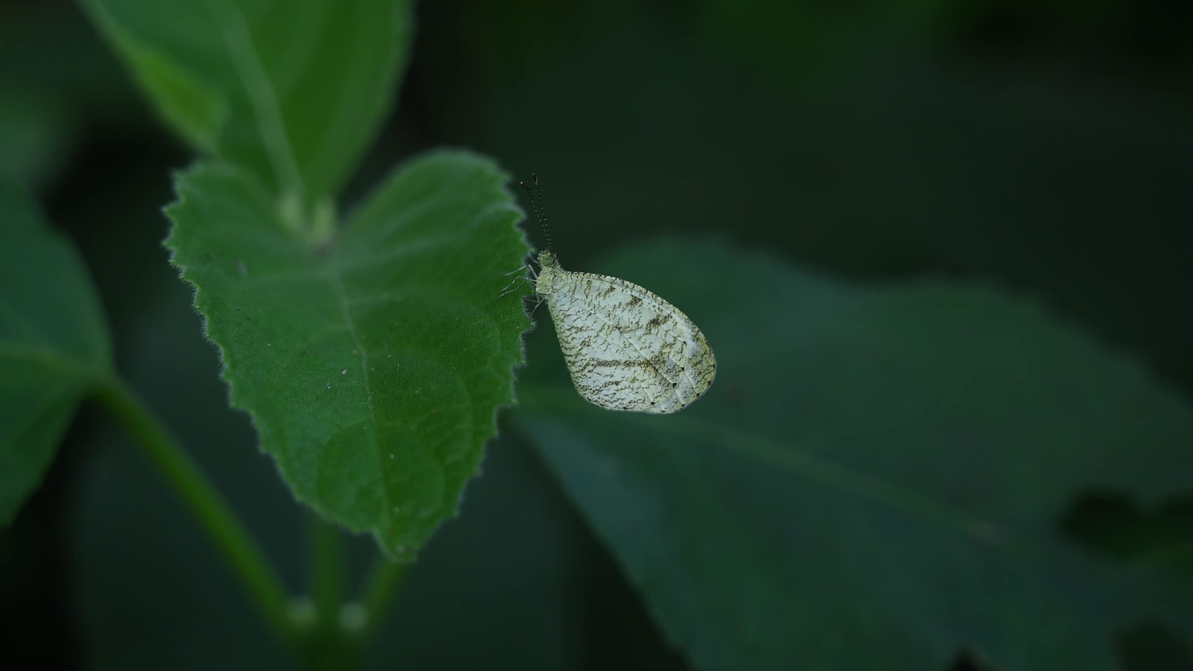 Oriental Psyche (Leptosia nina) - Zucchini Flower 