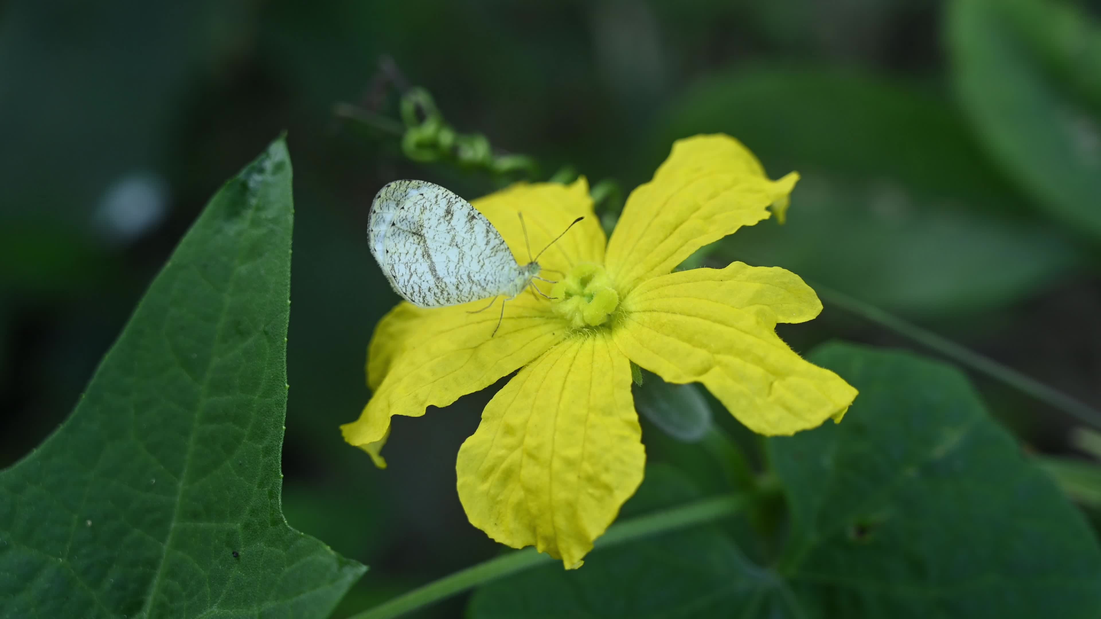Oriental Psyche (Leptosia nina) - Zucchini Flower 