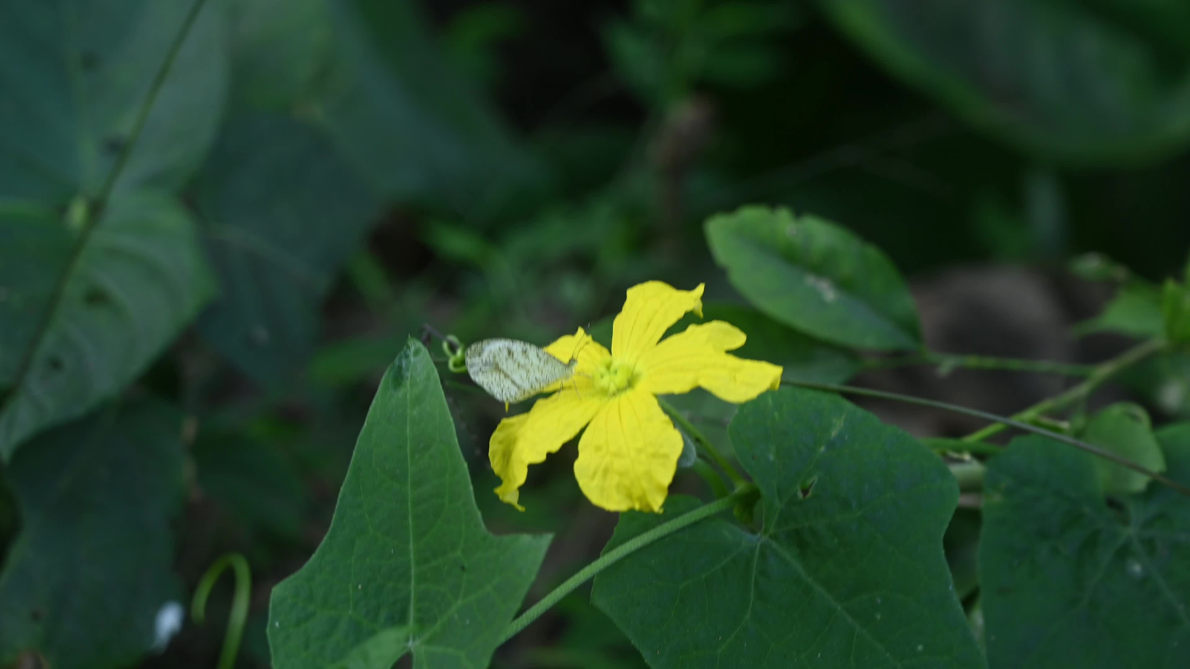 Oriental Psyche (Leptosia nina) - Zucchini Flower 