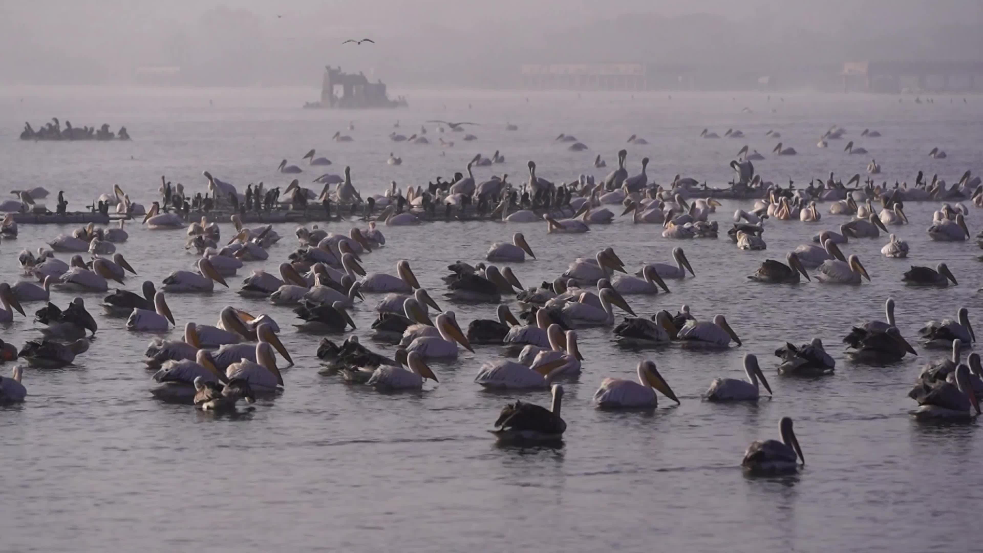 Pelicans inside The Lake During Cold Winter Day In India
