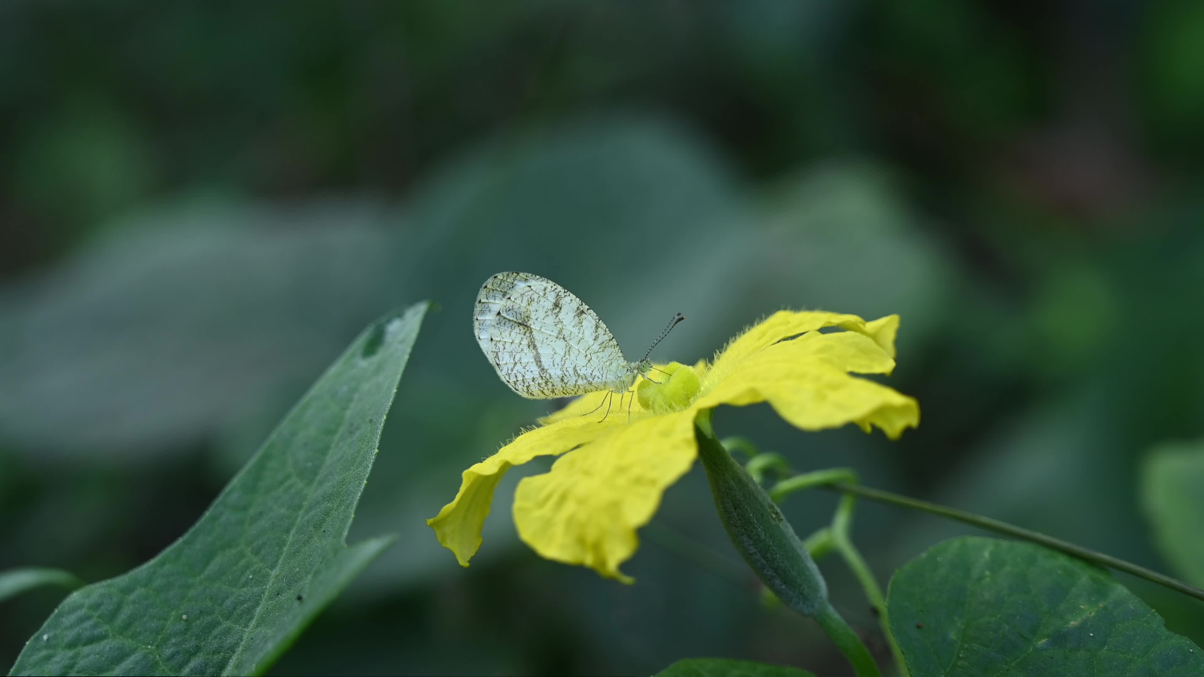 Oriental Psyche (Leptosia nina) - Zucchini Flower 