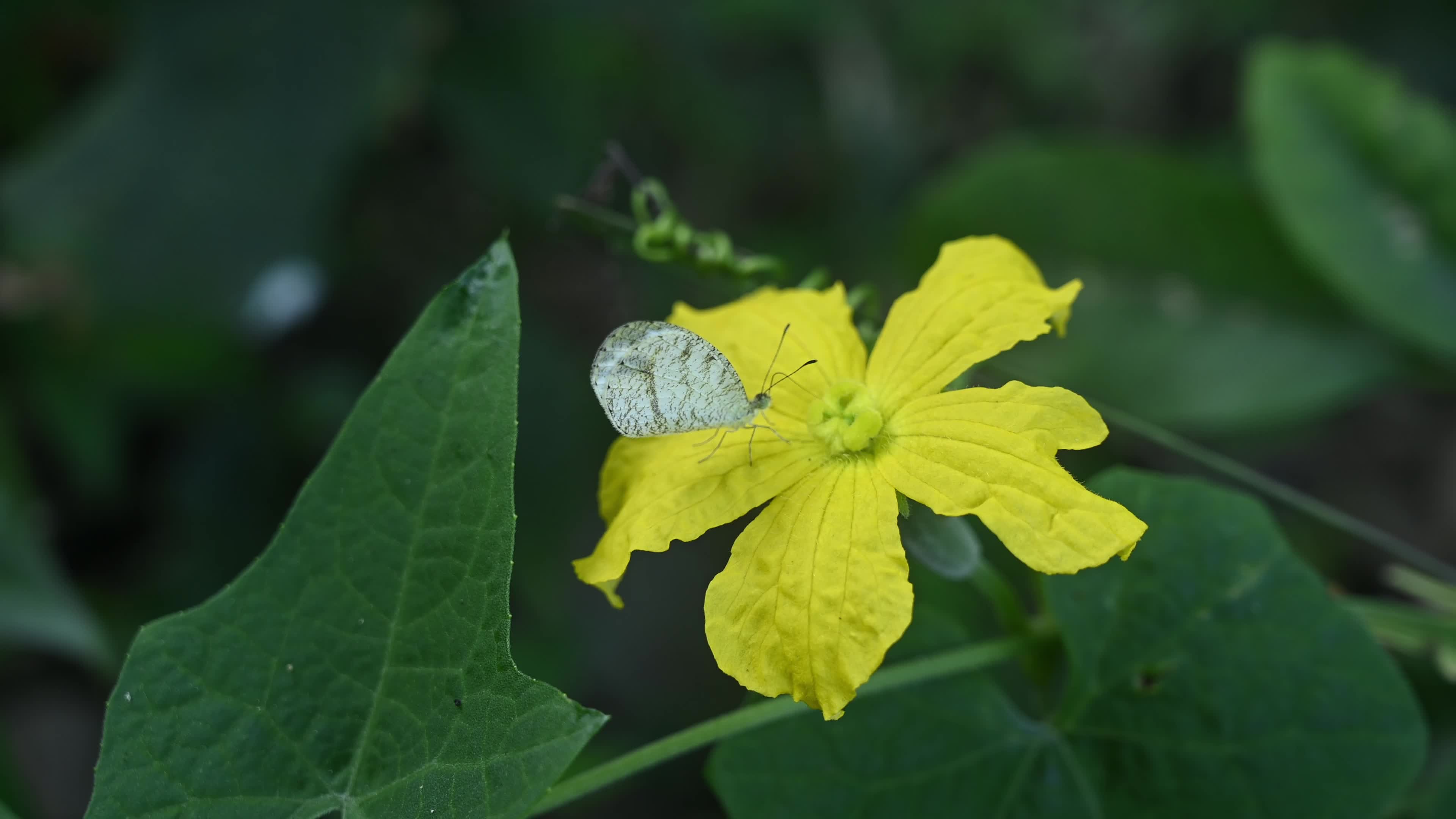Oriental Psyche (Leptosia nina) - Zucchini Flower 