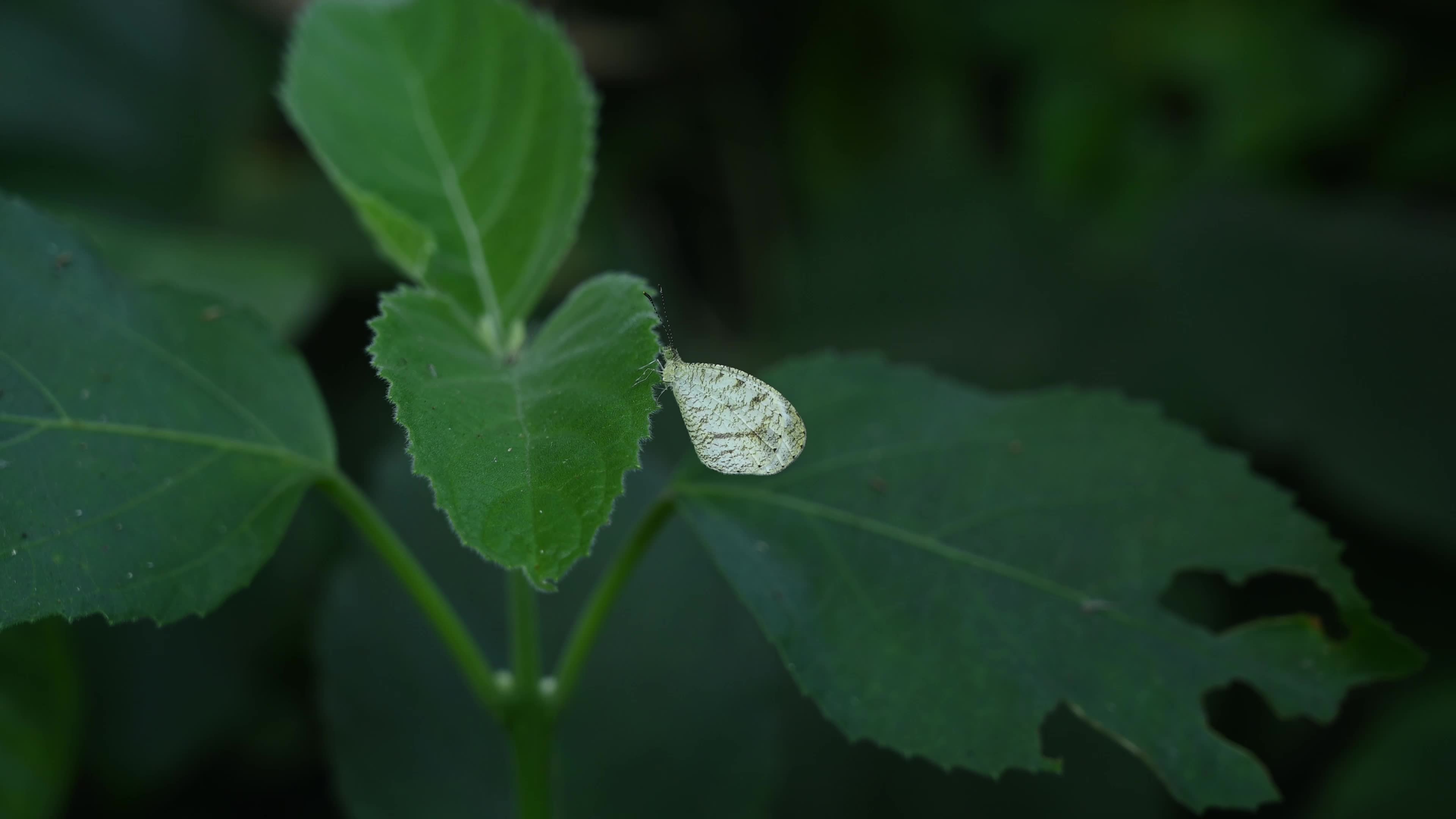 Oriental Psyche (Leptosia nina) - Zucchini Flower 